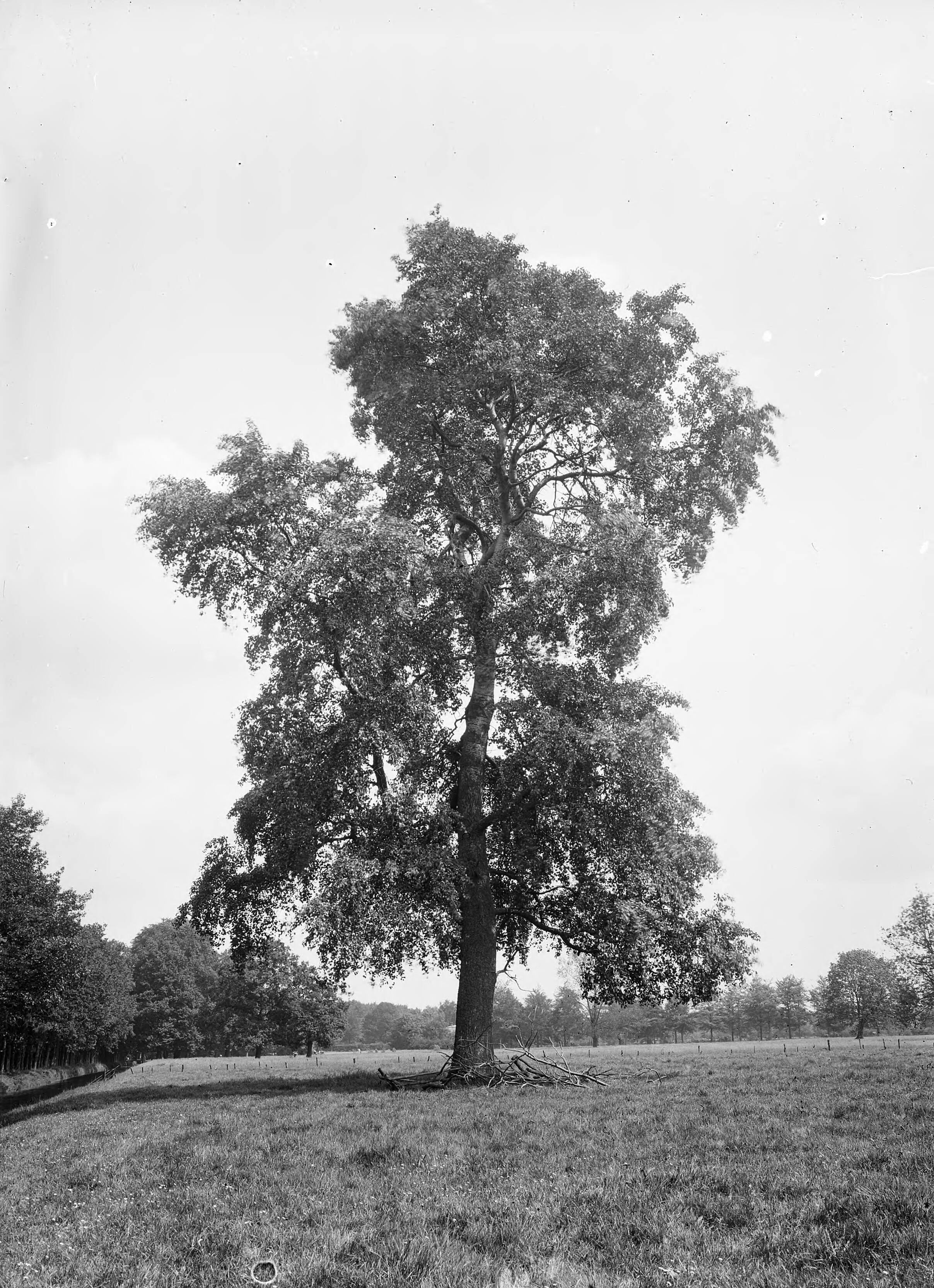 Fotocollectie Nederlandse Heidemaatschappij — Abeel — Foto: Fotograaf Onbekend / Heidemij. Licentie: Set B: Rechtenvrij / Publiek Domein. Bron: Nationaal Archief. http://hdl.handle.net/10648/ae4263bc-d0b4-102d-bcf8-003048976d84
