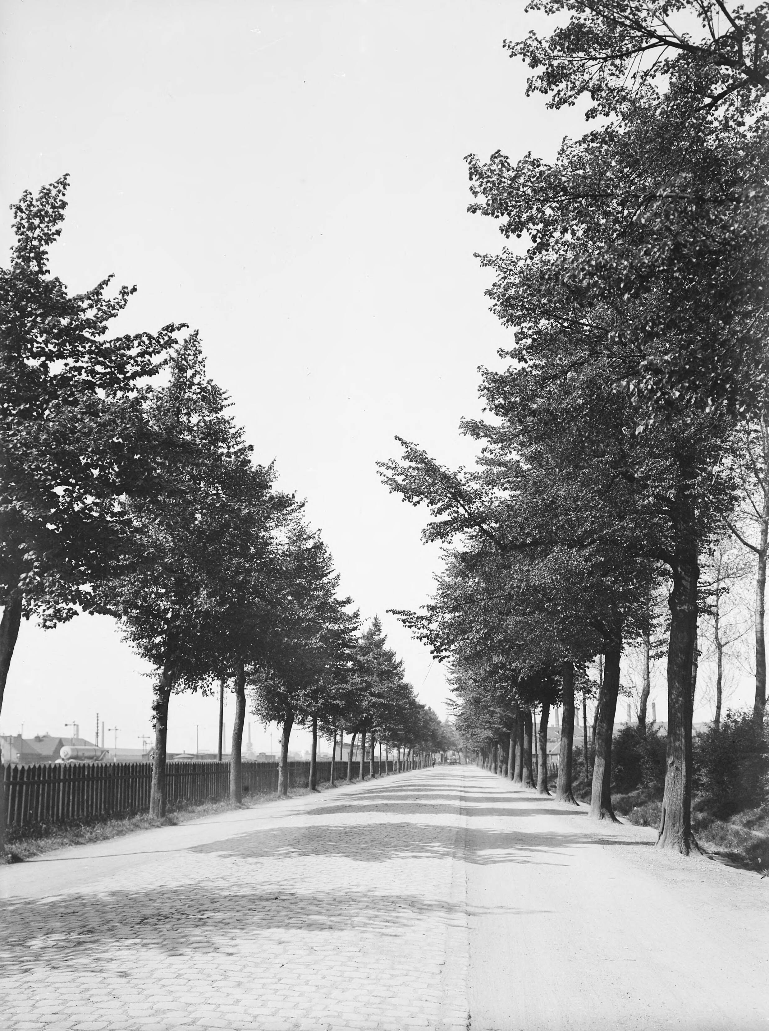 Fotocollectie Nederlandse Heidemaatschappij — Iepenlaan in Maastricht — Foto: Fotograaf Onbekend / Heidemij. Licentie: Set B: Rechtenvrij / Publiek Domein. Bron: Nationaal Archief. http://hdl.handle.net/10648/ae42a8d6-d0b4-102d-bcf8-003048976d84