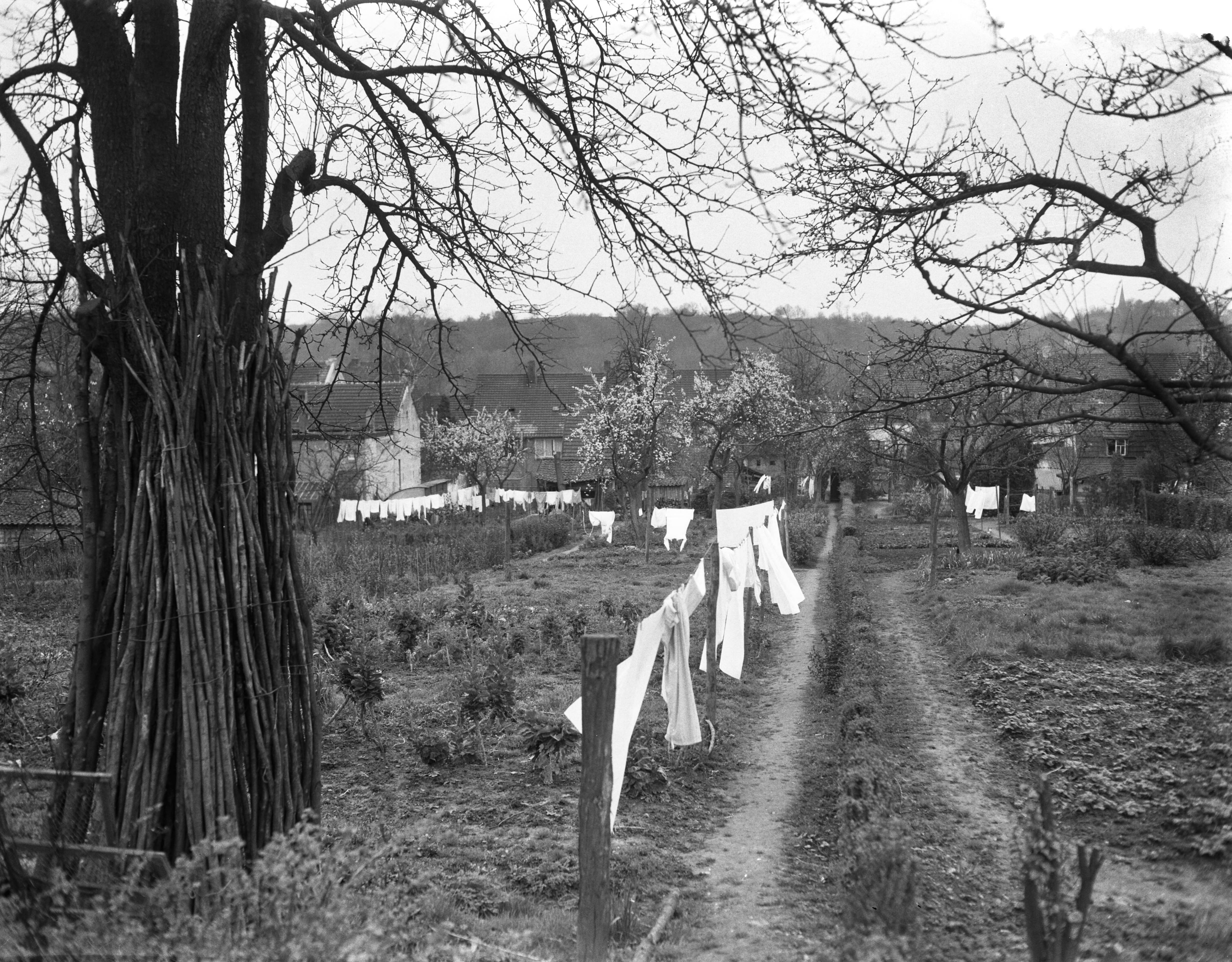 Fotocollectie Anefo — Vroege bloesem in Zuid-Limburg. Bij Berg en Terblijt — Foto: Bilsen, Joop van / Anefo. Licentie: Set B: Rechtenvrij / Publiek Domein. Bron: Nationaal Archief. http://hdl.handle.net/10648/a95b3fe0-d0b4-102d-bcf8-003048976d84