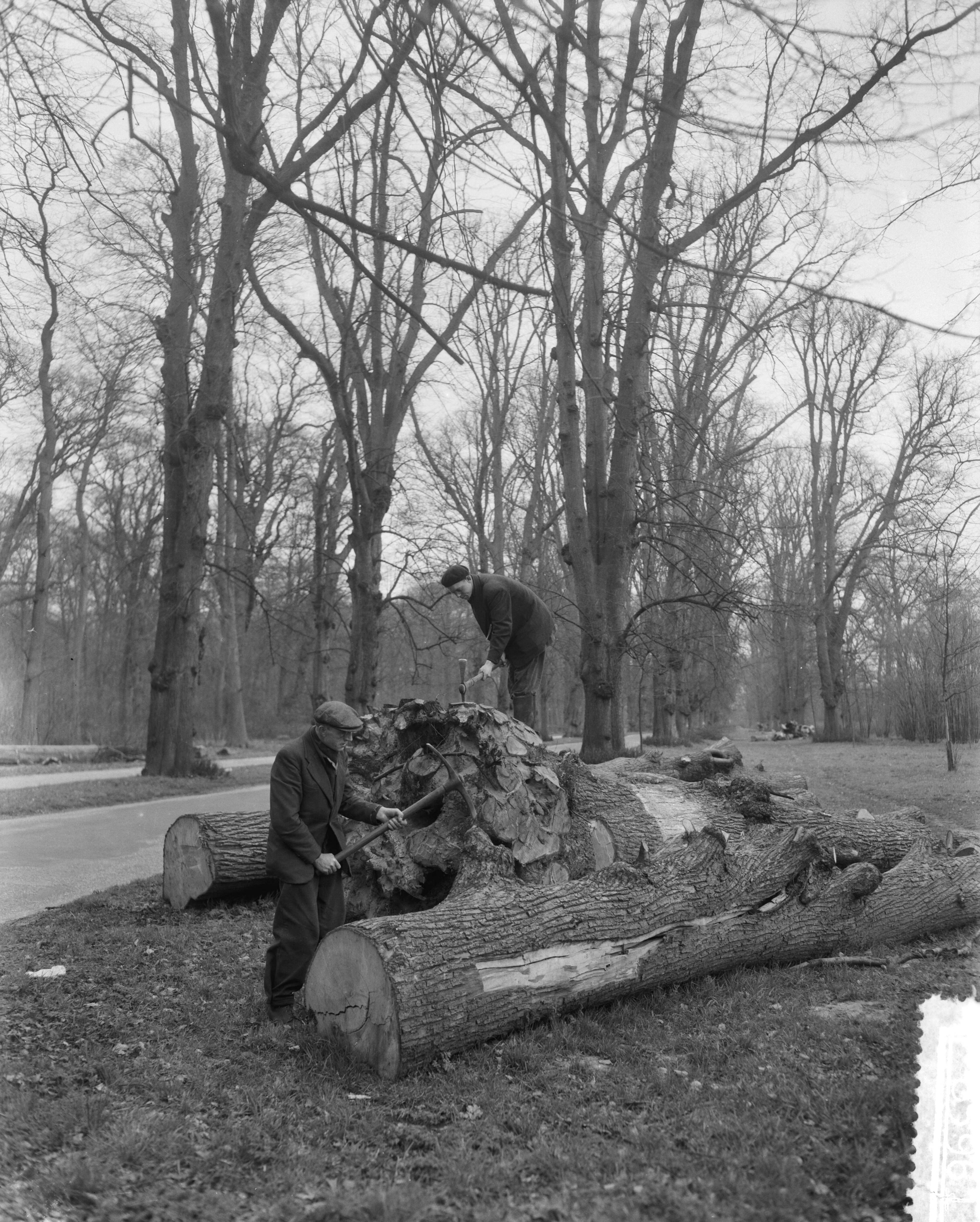 Fotocollectie Anefo — Bomen kappen in de Haarlemmerhout. Spanjaardslaan — Foto: Pot, Harry / Anefo. Licentie: Set B: Rechtenvrij / Publiek Domein. Bron: Nationaal Archief. http://hdl.handle.net/10648/a959ee88-d0b4-102d-bcf8-003048976d84