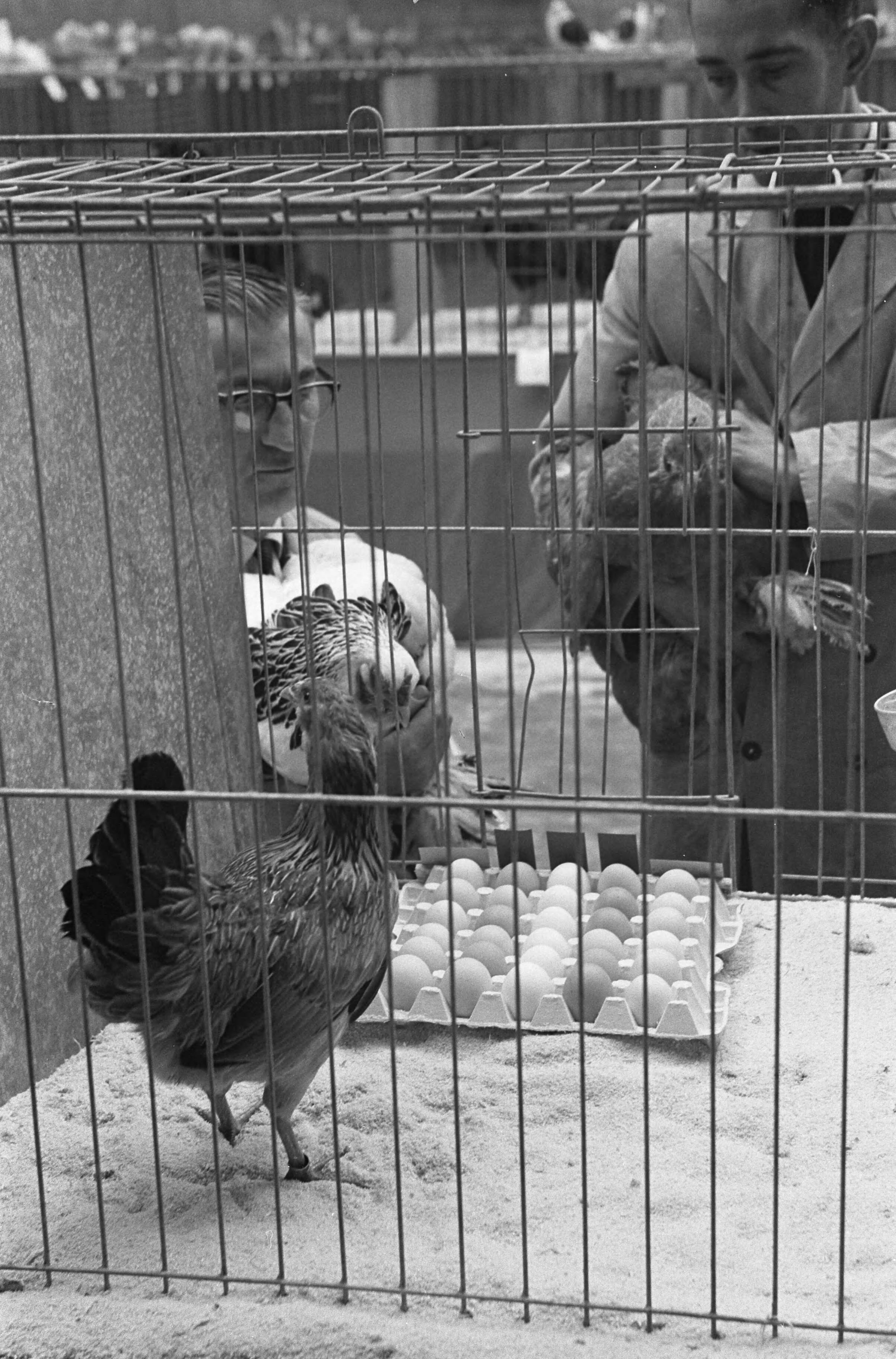 Fotocollectie Anefo — Avicultura Slotshow voor Kleindierenteelt in Den Haag. Araucana kip met blauwe eieren — Foto: Pot, Harry / Anefo. Licentie: Set B: Rechtenvrij / Publiek Domein. Bron: Nationaal Archief. http://hdl.handle.net/10648/a9f4bb34-d0b4-102d-bcf8-003048976d84