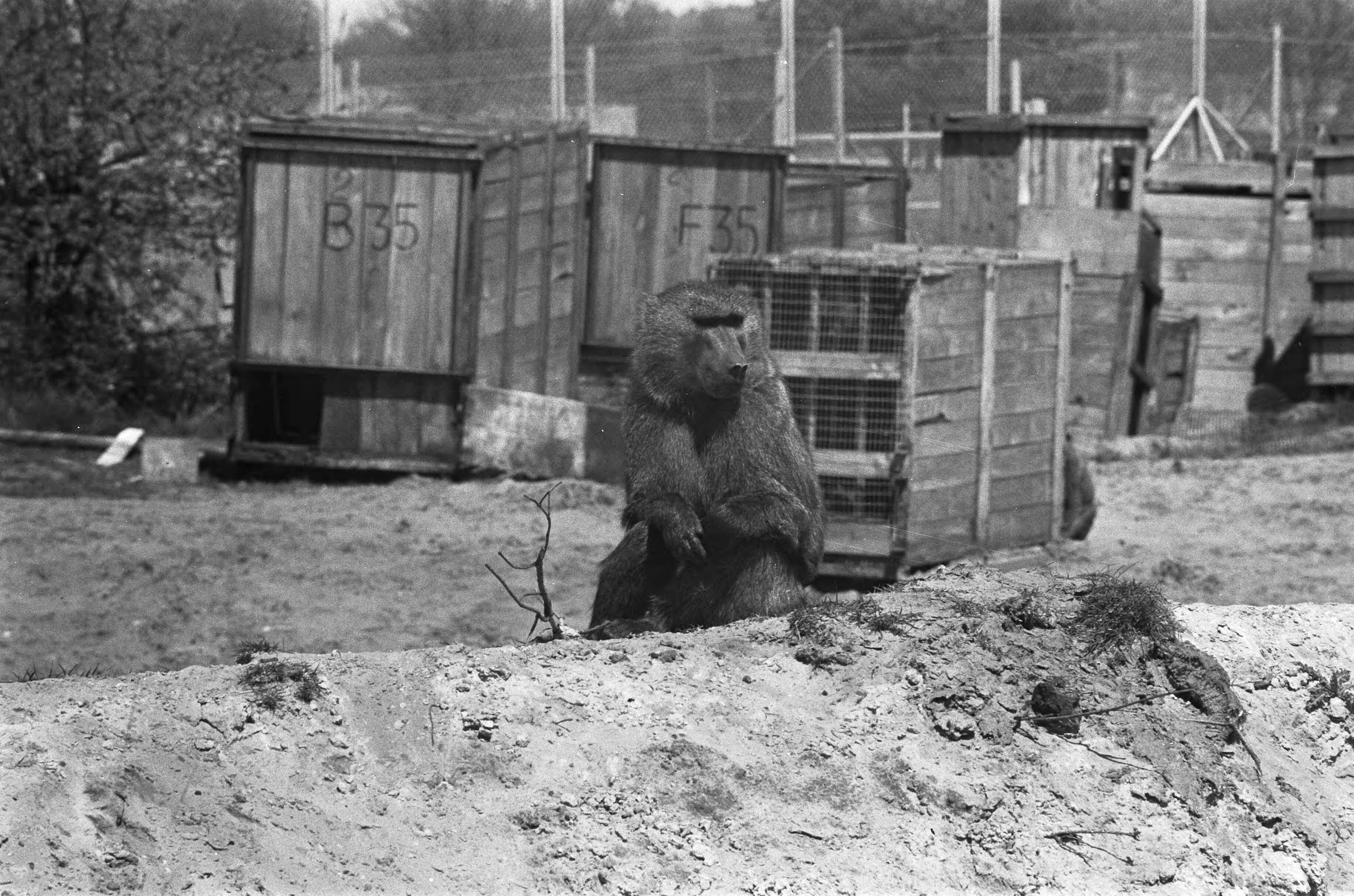 Fotocollectie Anefo — Tachtigtal bavianen van safaripark bij Hilvarenbeek worden weggebracht naar Spanje wegens overlast, baviaan voor kooien waarin andere apen zitten — Foto: Peters, Hans / Anefo. Licentie: Set B: Rechtenvrij / Publiek Domein. Bron: Nationaal Archief. http://hdl.handle.net/10648/ac2c6190-d0b4-102d-bcf8-003048976d84
