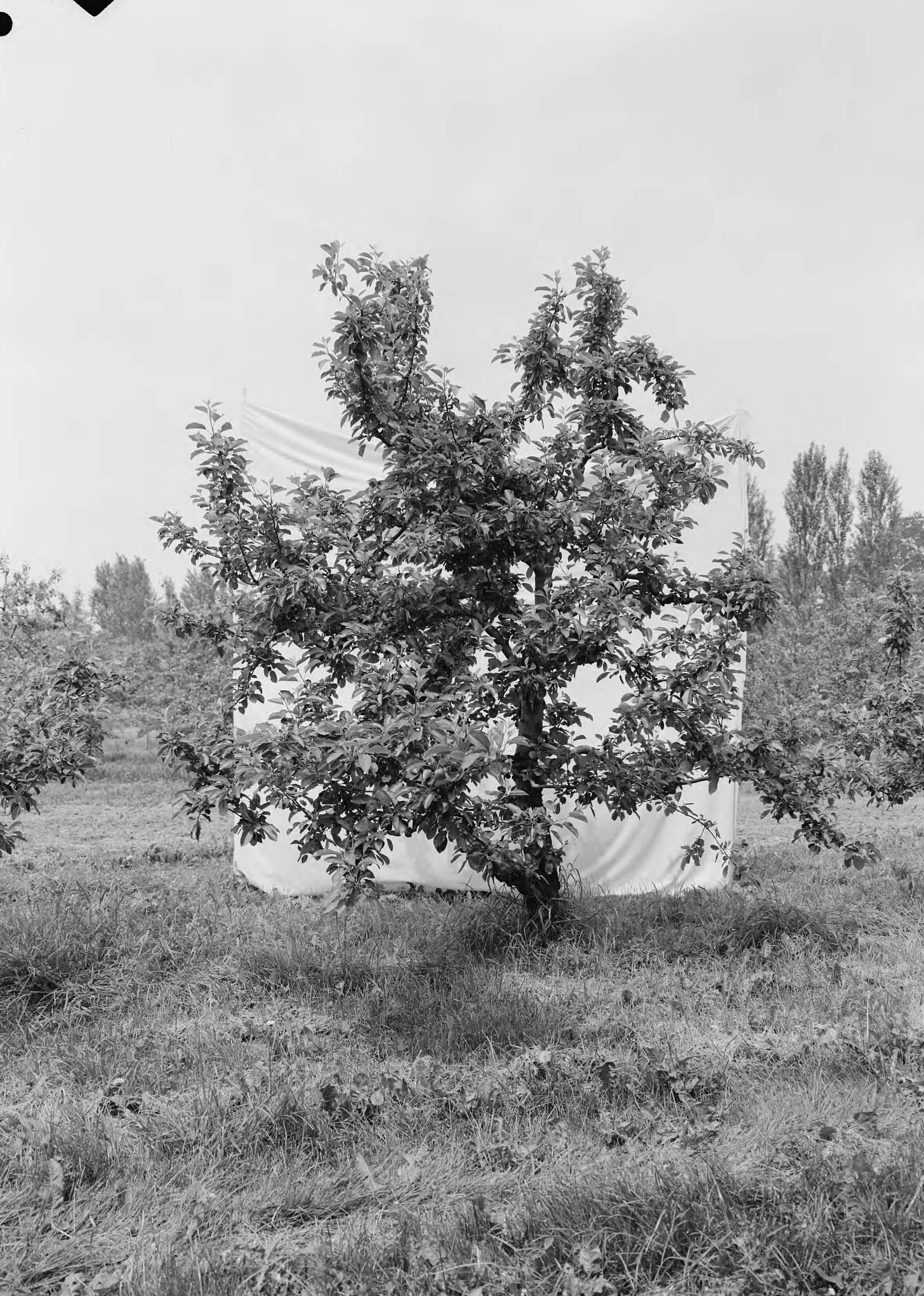 Fotocollectie Nederlandse Heidemaatschappij — Boomgaard Fruitteeltschool te Houten. James Grieve IV 22 jaar — Foto: Eyssen, [...] / Heidemij. Licentie: Set B: Rechtenvrij / Publiek Domein. Bron: Nationaal Archief. http://hdl.handle.net/10648/ae762760-d0b4-102d-bcf8-003048976d84