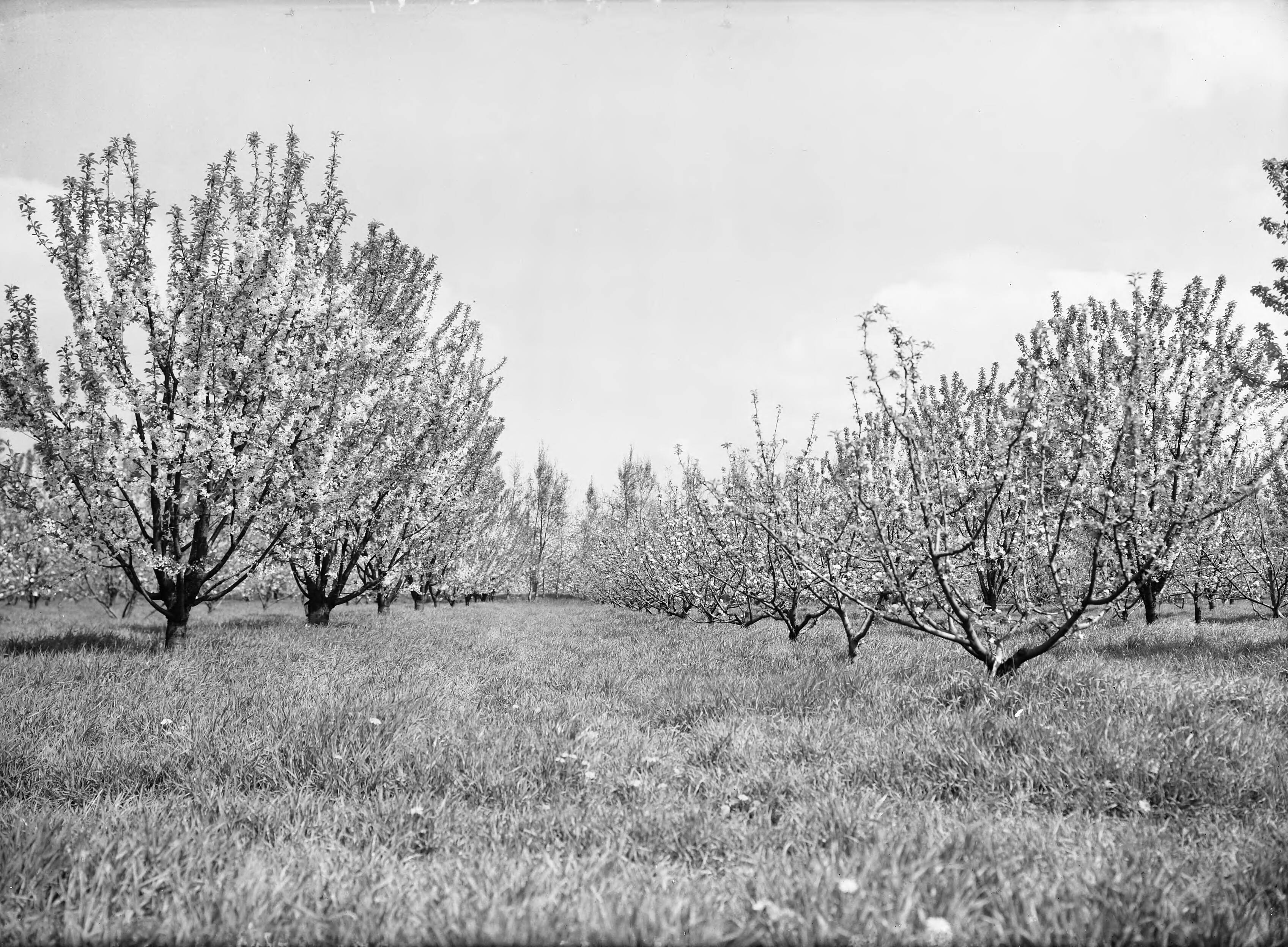 Fotocollectie Nederlandse Heidemaatschappij — Meikers tussenplanting appels Eng. winter goud Pearmain - Van Tets Fruitteeltschool Houten — Foto: Eyssen, [...] / Heidemij. Licentie: Set B: Rechtenvrij / Publiek Domein. Bron: Nationaal Archief. http://hdl.handle.net/10648/ae761676-d0b4-102d-bcf8-003048976d84