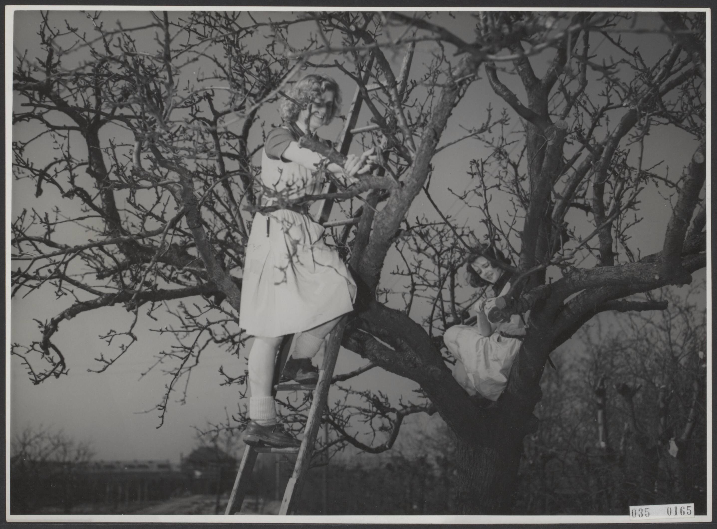 Fotocollectie Elsevier Binnenland — Huis te Lande [tuinbouwschool te Rijswijk]. Het snoeien van de oud appelboom met vereende krachten. De leerlinge rechts verft de afgezaagde takstompen met rode menie tegen het uitdrogen — Foto: Raucamp, Koos / Anefo. Licentie: Set B: Rechtenvrij / Publiek Domein. Bron: Nationaal Archief. http://hdl.handle.net/10648/ade9dfc6-d0b4-102d-bcf8-003048976d84