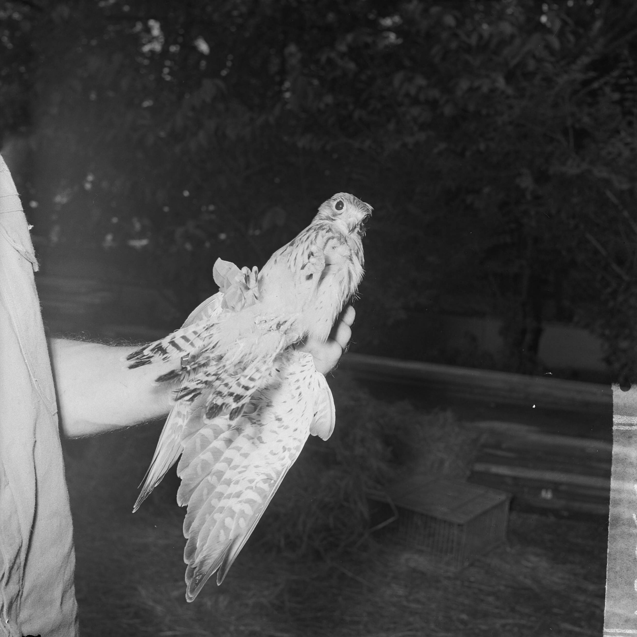 Fotocollectie Anefo — Torenvalk met drie poten in Artis, de vogel was gevonden in Hilversum — Foto: Nijs, Jac. de / Anefo. Licentie: Set B: Rechtenvrij / Publiek Domein. Bron: Nationaal Archief. http://hdl.handle.net/10648/aa3fb31e-d0b4-102d-bcf8-003048976d84
