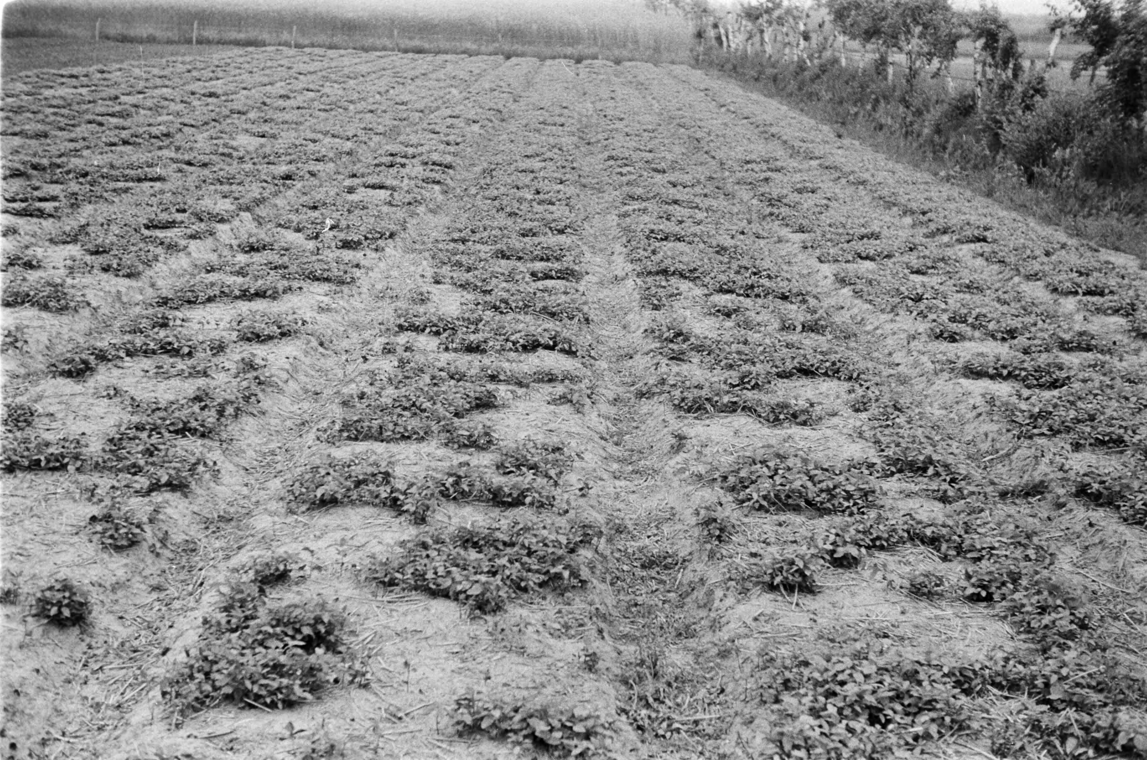 Fotocollectie Nederlandse Heidemaatschappij — Noord-Brabant|Zundert|bosbouw |proefzaaibedden |beukennoten — Foto: Fotograaf Onbekend / Heidemij. Licentie: Set B: Rechtenvrij / Publiek Domein. Bron: Nationaal Archief. http://hdl.handle.net/10648/ae89462e-d0b4-102d-bcf8-003048976d84