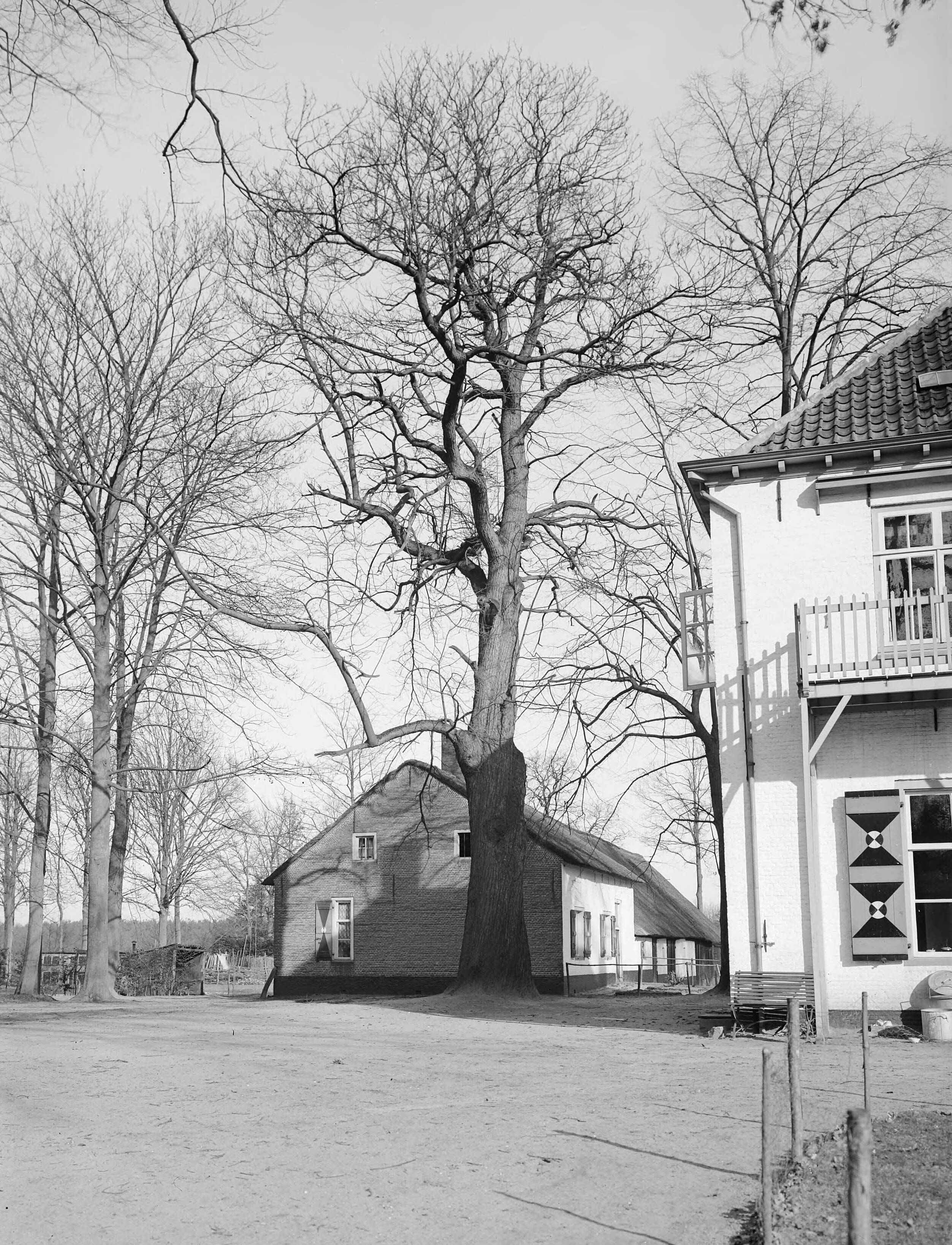 Fotocollectie Nederlandse Heidemaatschappij — Tamme kastanje op landgoed Luchtenburg — Foto: Fotograaf Onbekend / Heidemij. Licentie: Set B: Rechtenvrij / Publiek Domein. Bron: Nationaal Archief. http://hdl.handle.net/10648/ae421b78-d0b4-102d-bcf8-003048976d84
