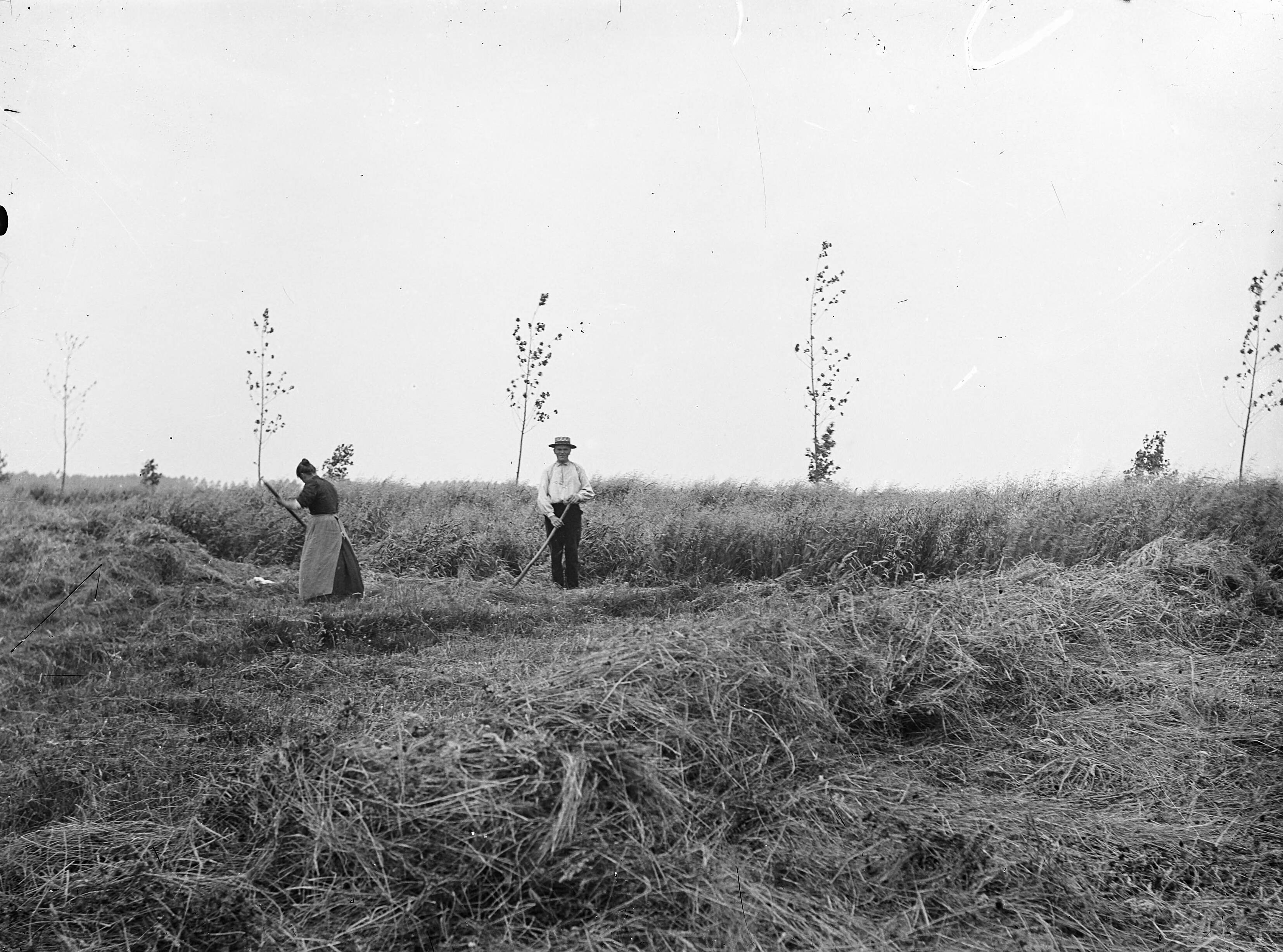 Fotocollectie Nederlandse Heidemaatschappij — Oogsten van hooi in Vloeiweide — Foto: Fotograaf Onbekend / Heidemij. Licentie: Set B: Rechtenvrij / Publiek Domein. Bron: Nationaal Archief. http://hdl.handle.net/10648/ae42be48-d0b4-102d-bcf8-003048976d84