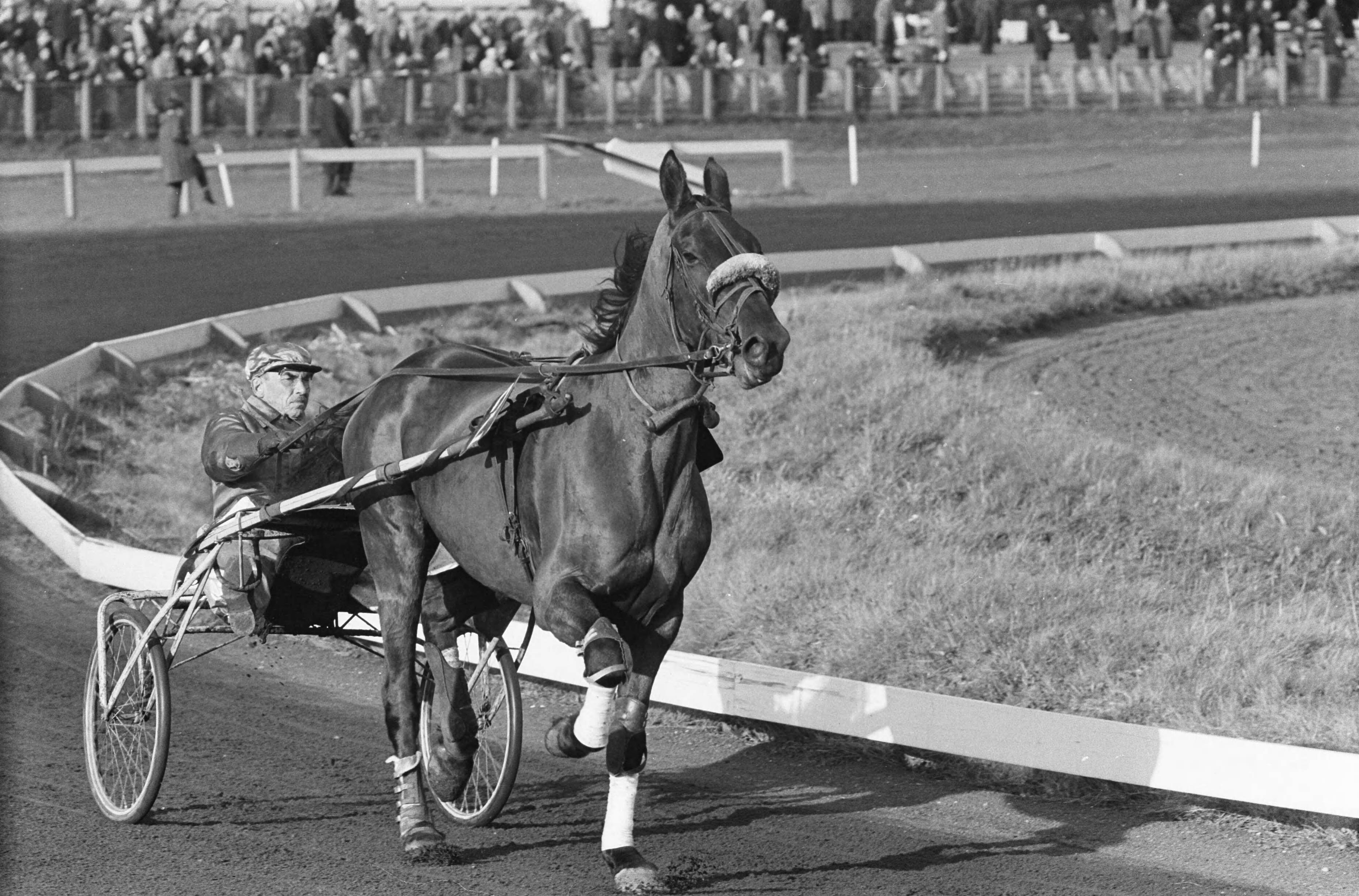 Fotocollectie Anefo — Draverijen op Duindigt, de Nederland-Rusland prijs werd verreden — Foto: Pot, Harry / Anefo. Licentie: Set B: Rechtenvrij / Publiek Domein. Bron: Nationaal Archief. http://hdl.handle.net/10648/aa1d8c9e-d0b4-102d-bcf8-003048976d84