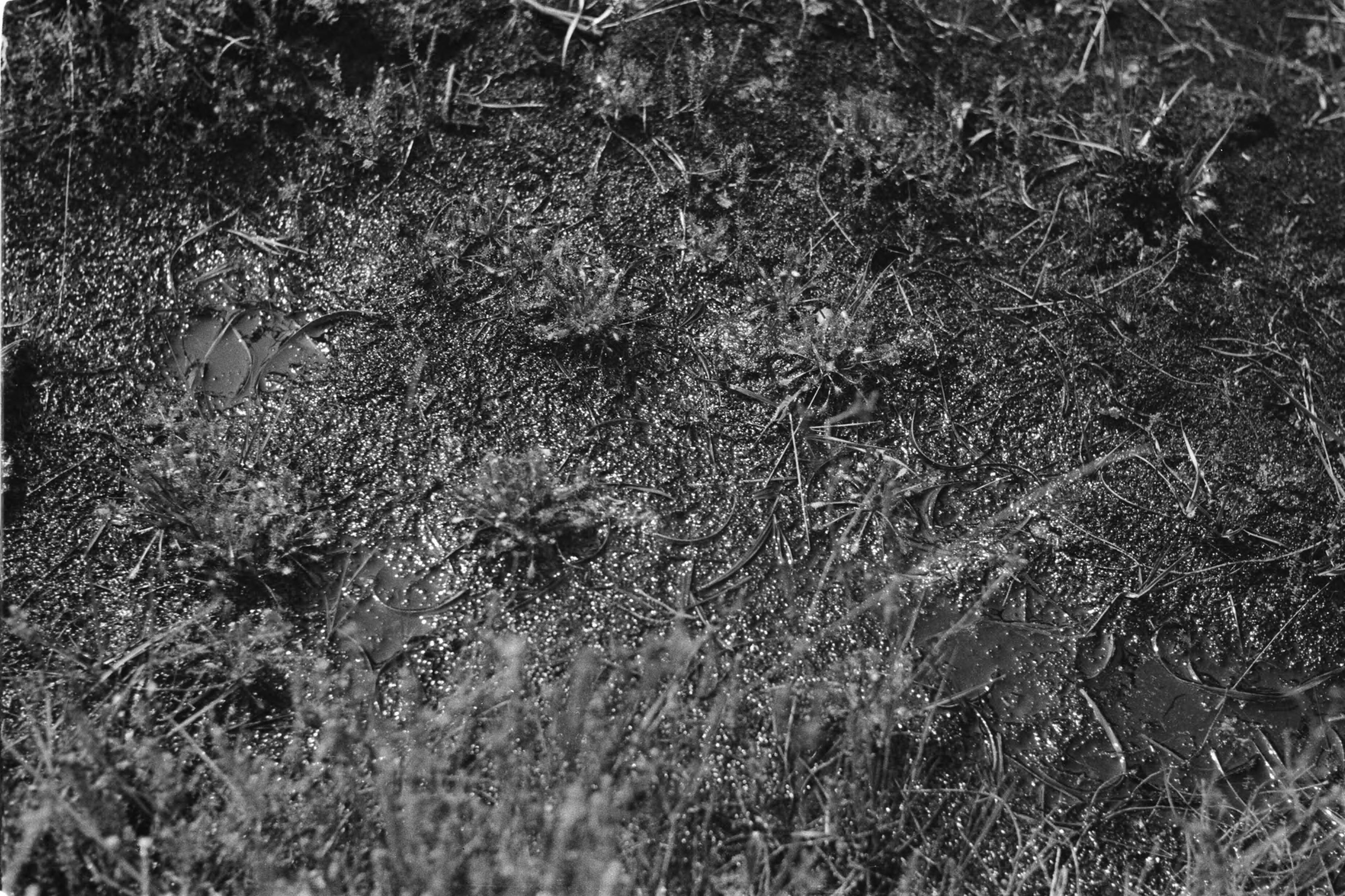Fotocollectie Nederlandse Heidemaatschappij — Gulpen|visserij |viskwekerijen |vijvers |pijlkruid — Foto: Fotograaf Onbekend / Heidemij. Licentie: Set B: Rechtenvrij / Publiek Domein. Bron: Nationaal Archief. http://hdl.handle.net/10648/ae89dca6-d0b4-102d-bcf8-003048976d84