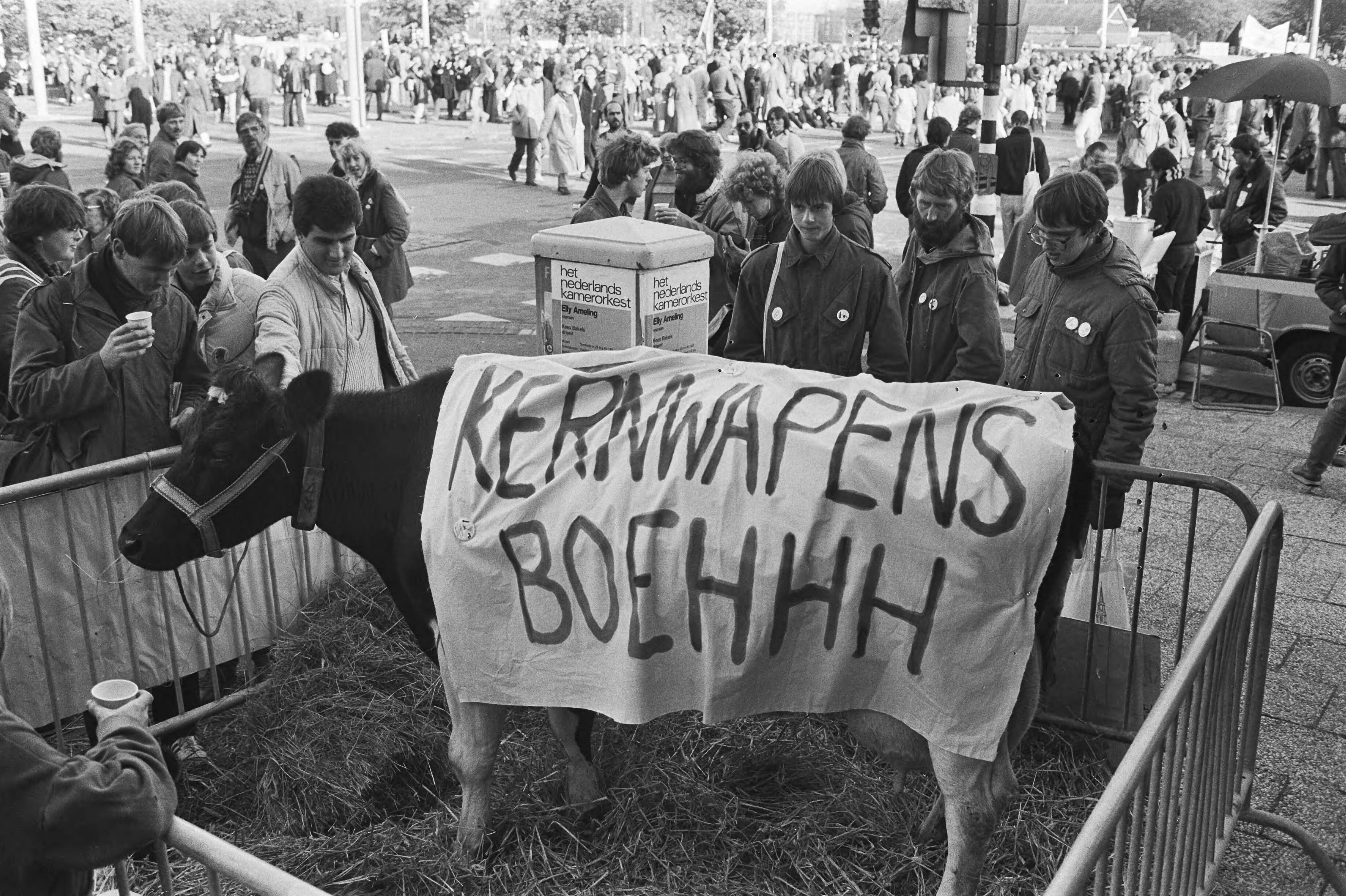 Vredesdemonstratie Den Haag , 550.000 mensen demonstreren o.m. tegen plaatsing kruisrakette — Koe onder een doek "Kernwapens boehhh" — Foto: Antonisse, Marcel / Anefo. Licentie: Set B: Rechtenvrij / Publiek Domein. Bron: Nationaal Archief. http://hdl.handle.net/10648/ad2fde64-d0b4-102d-bcf8-003048976d84