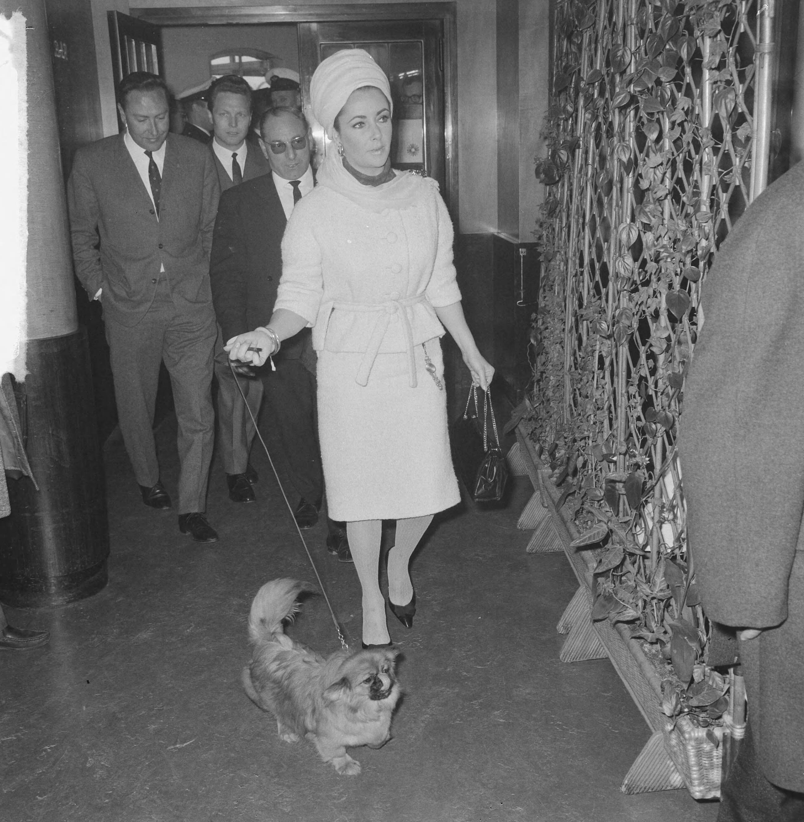 Fotocollectie Anefo — Liz Taylor op Schiphol (zij kwam naar filmopnamen van haar man Richard Burton kijken). Liz Taylor met haar hondje — Foto: Nijs, Jac. de / Anefo. Licentie: Set B: Rechtenvrij / Publiek Domein. Bron: Nationaal Archief. http://hdl.handle.net/10648/aaa2a5d2-d0b4-102d-bcf8-003048976d84
