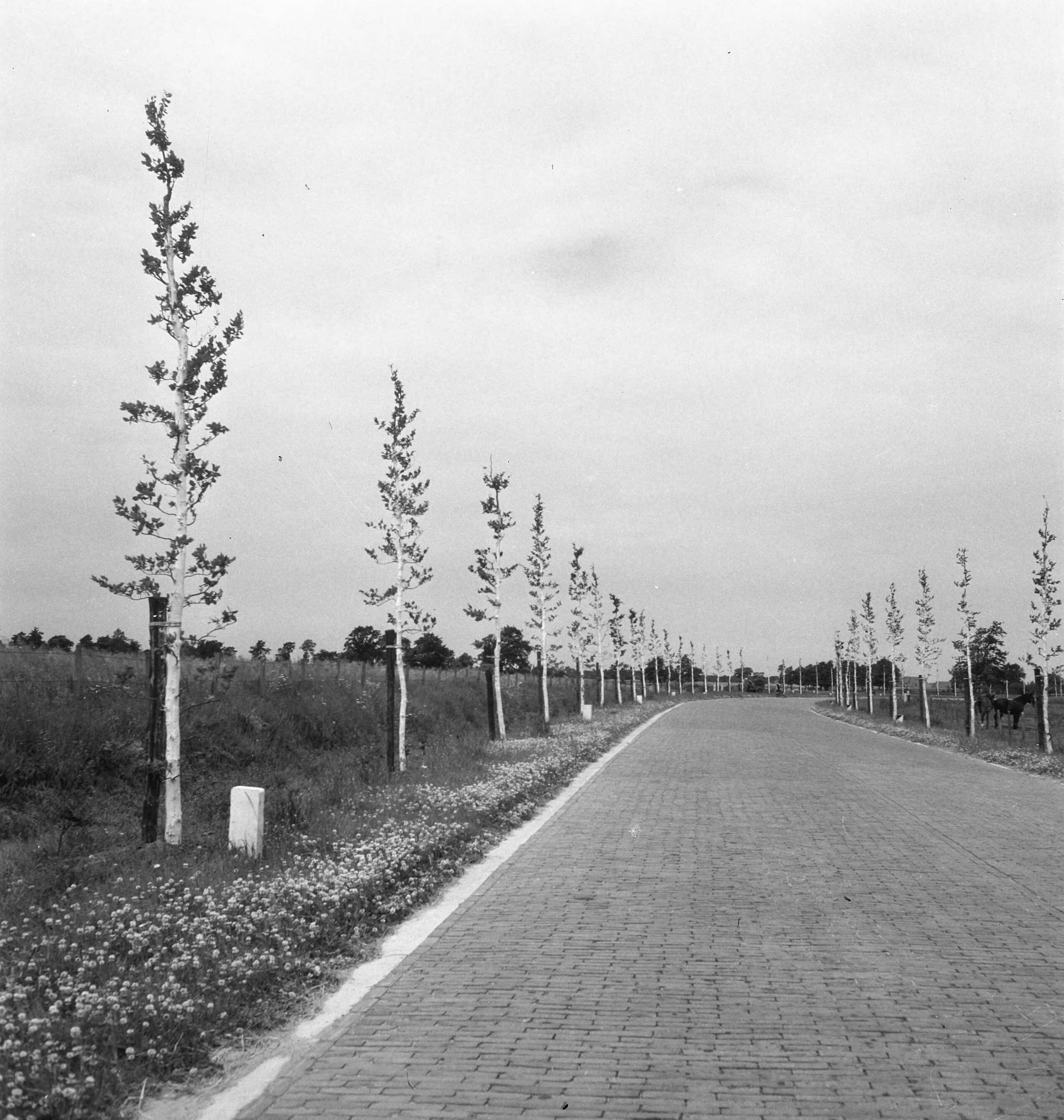 Fotocollectie Nederlandse Heidemaatschappij — Zeer zwaar beukenplantsoen (Vlagtwedde) — Foto: Tromp, [...] / Heidemij. Licentie: Set B: Rechtenvrij / Publiek Domein. Bron: Nationaal Archief. http://hdl.handle.net/10648/ae7cecd0-d0b4-102d-bcf8-003048976d84