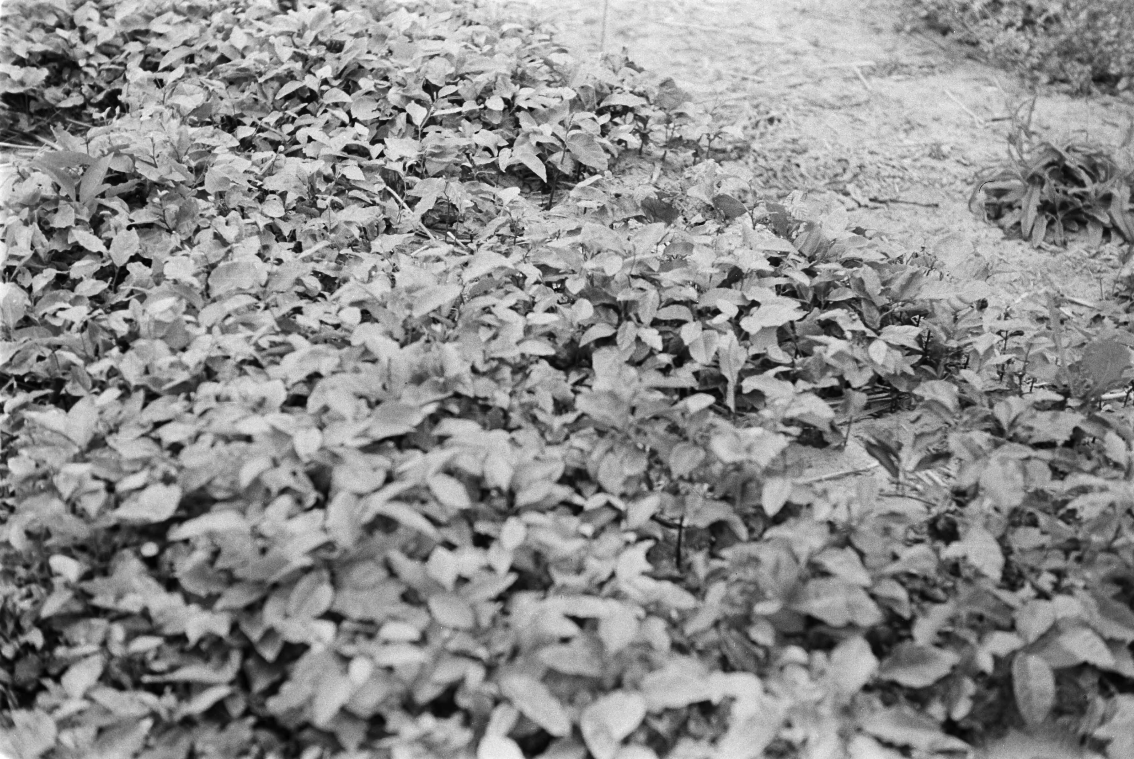 Fotocollectie Nederlandse Heidemaatschappij — Noord-Brabant|Zundert|bosbouw |proefzaaibedden |beukennoten — Foto: Fotograaf Onbekend / Heidemij. Licentie: Set B: Rechtenvrij / Publiek Domein. Bron: Nationaal Archief. http://hdl.handle.net/10648/ae8946ec-d0b4-102d-bcf8-003048976d84