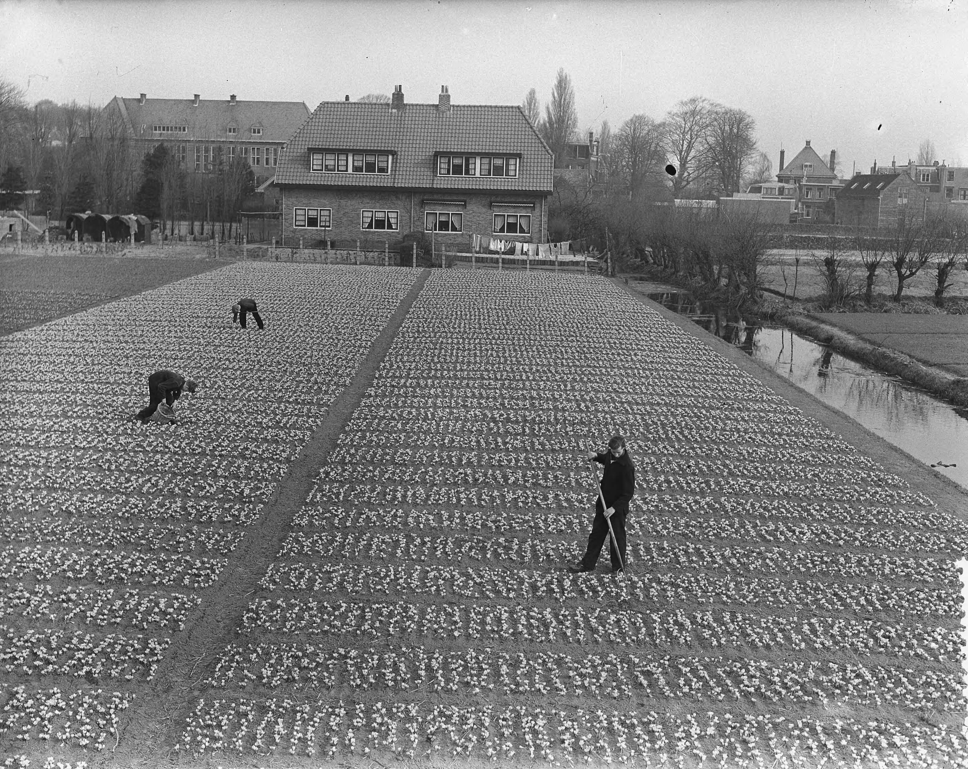 Fotocollectie Anefo — Bollenveld bij Overveen — Foto: Duinen, H. van / Anefo. Licentie: Set B: Rechtenvrij / Publiek Domein. Bron: Nationaal Archief. http://hdl.handle.net/10648/a91e7aec-d0b4-102d-bcf8-003048976d84