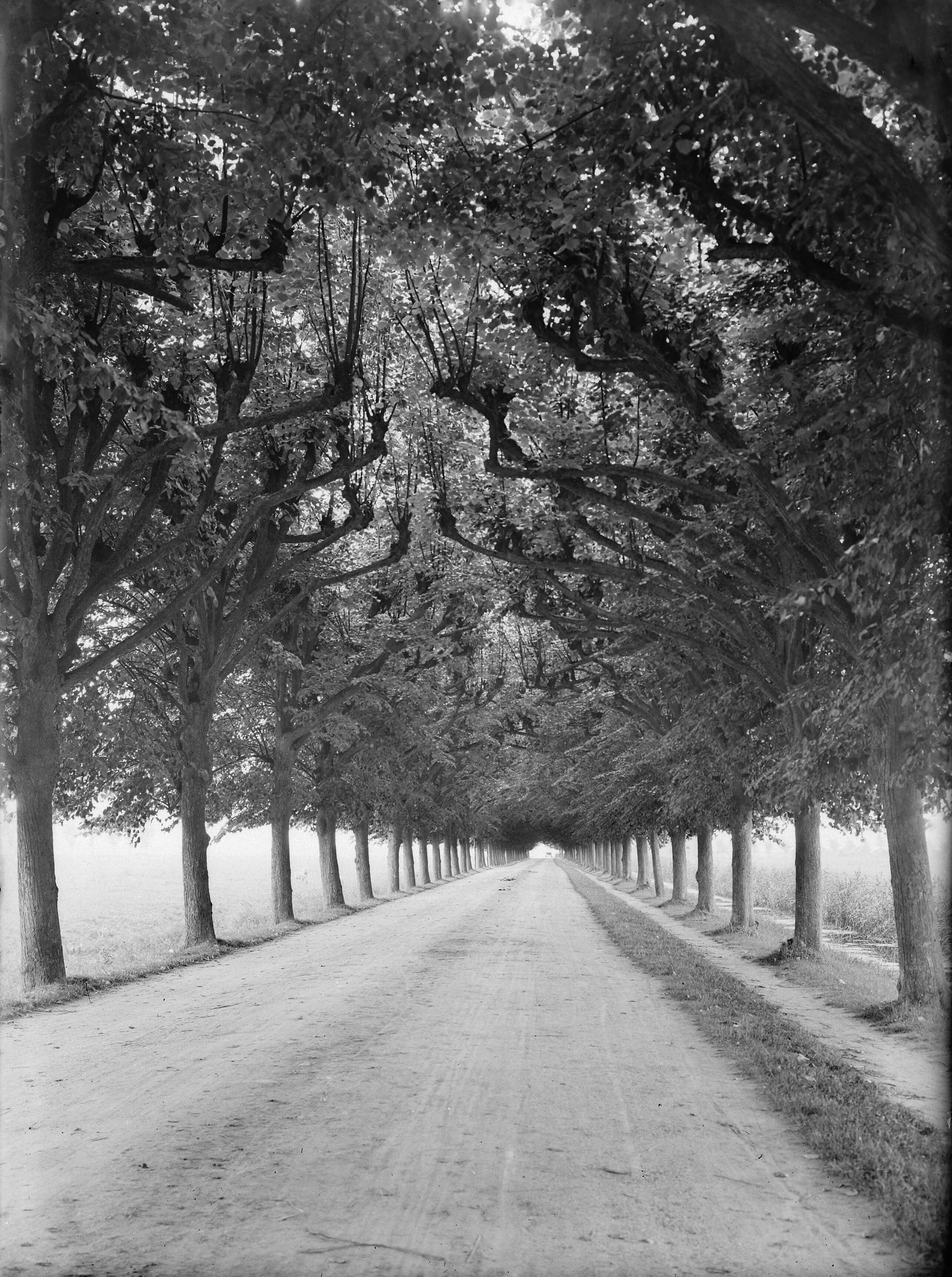 Fotocollectie Nederlandse Heidemaatschappij — Lindenlaan (Paardelaan), IJsselstein — Foto: Fotograaf Onbekend / Heidemij. Licentie: Set B: Rechtenvrij / Publiek Domein. Bron: Nationaal Archief. http://hdl.handle.net/10648/ae7c8aa6-d0b4-102d-bcf8-003048976d84