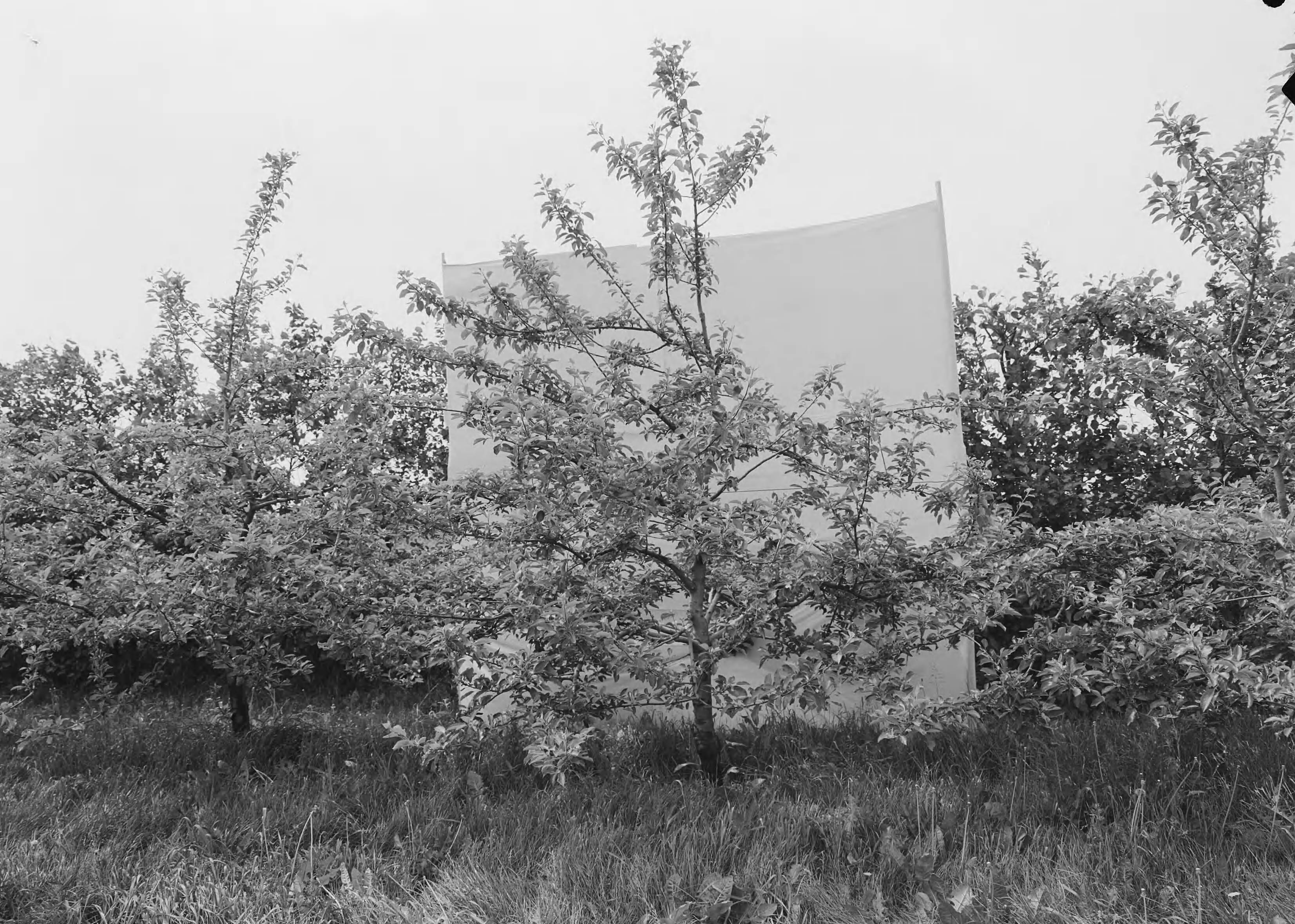 Fotocollectie Nederlandse Heidemaatschappij — Boomgaard Fruitteeltschool te Houten. Cox Oranje VII 10 jaar — Foto: Eyssen, [...] / Heidemij. Licentie: Set B: Rechtenvrij / Publiek Domein. Bron: Nationaal Archief. http://hdl.handle.net/10648/ae7626a2-d0b4-102d-bcf8-003048976d84
