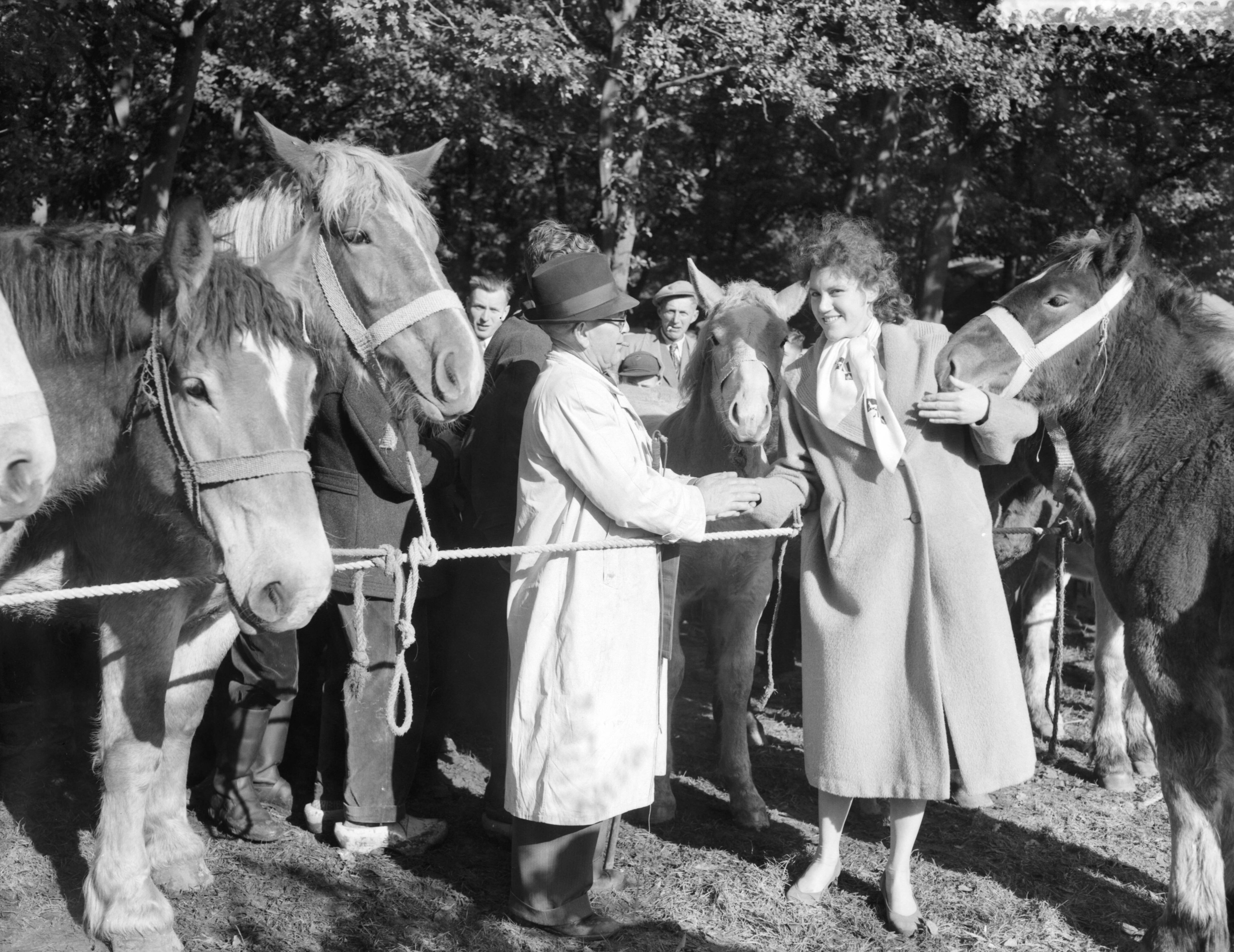 Fotocollectie Anefo — Paardenmarkt in Zuidlaren — Foto: Rossem, Wim van / Anefo. Licentie: Set B: Rechtenvrij / Publiek Domein. Bron: Nationaal Archief. http://hdl.handle.net/10648/a986edfc-d0b4-102d-bcf8-003048976d84