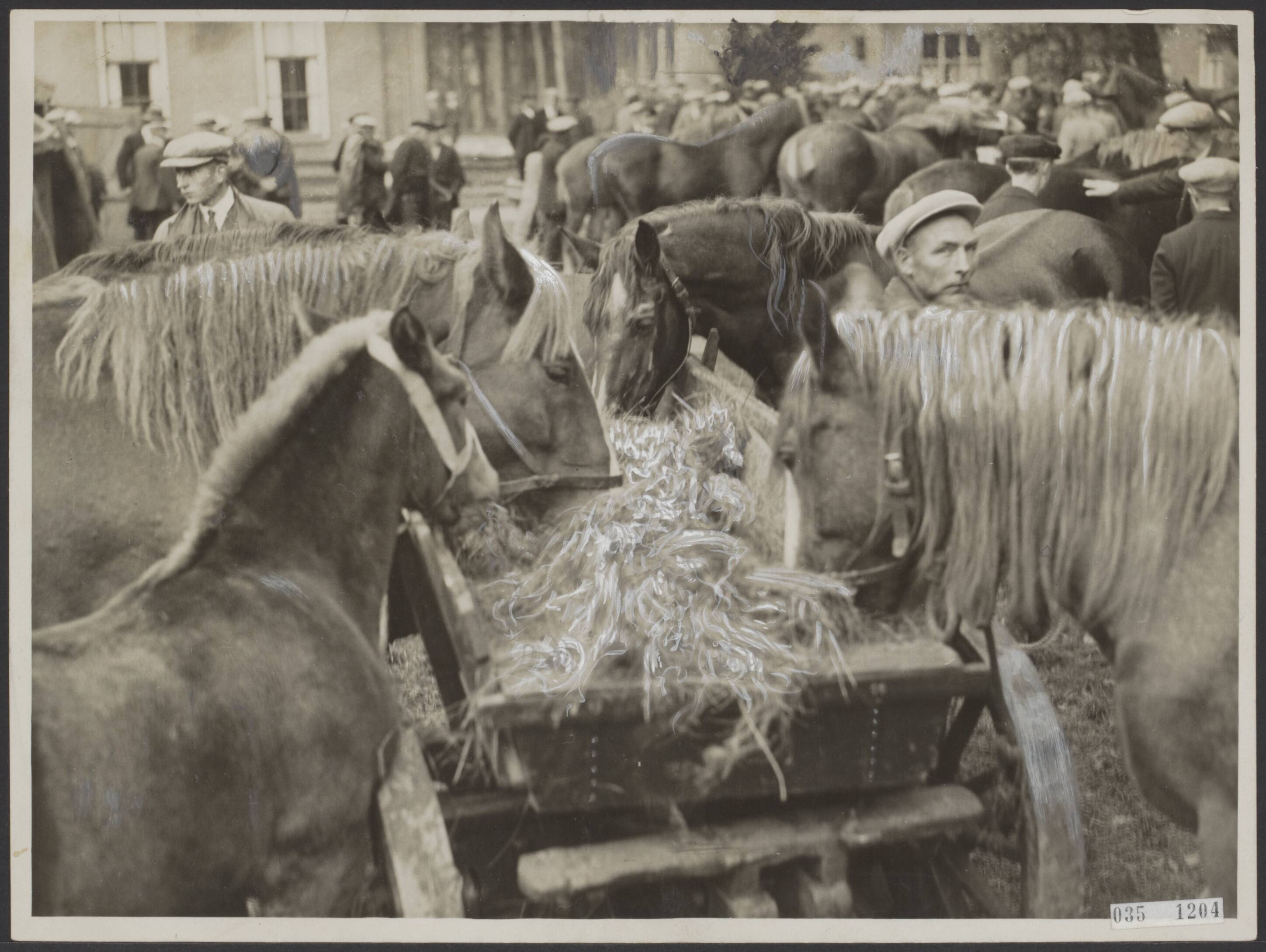 Fotocollectie Elsevier Binnenland — Zuidlaarder jaarmarkt. [Paarden eten uit een ruif] — Foto: N.V. Polygoon. Licentie: Set B: Rechtenvrij / Publiek Domein. Bron: Nationaal Archief. http://hdl.handle.net/10648/adeb8f06-d0b4-102d-bcf8-003048976d84