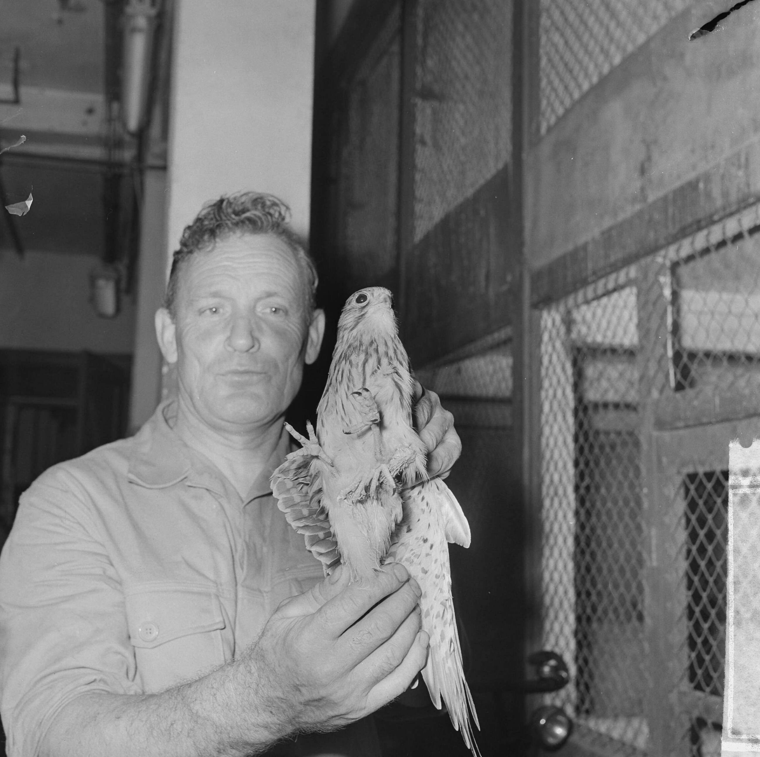 Fotocollectie Anefo — Torenvalk met drie poten in Artis, de vogel was gevonden in Hilversum — Foto: Nijs, Jac. de / Anefo. Licentie: Set B: Rechtenvrij / Publiek Domein. Bron: Nationaal Archief. http://hdl.handle.net/10648/aa3fb42c-d0b4-102d-bcf8-003048976d84