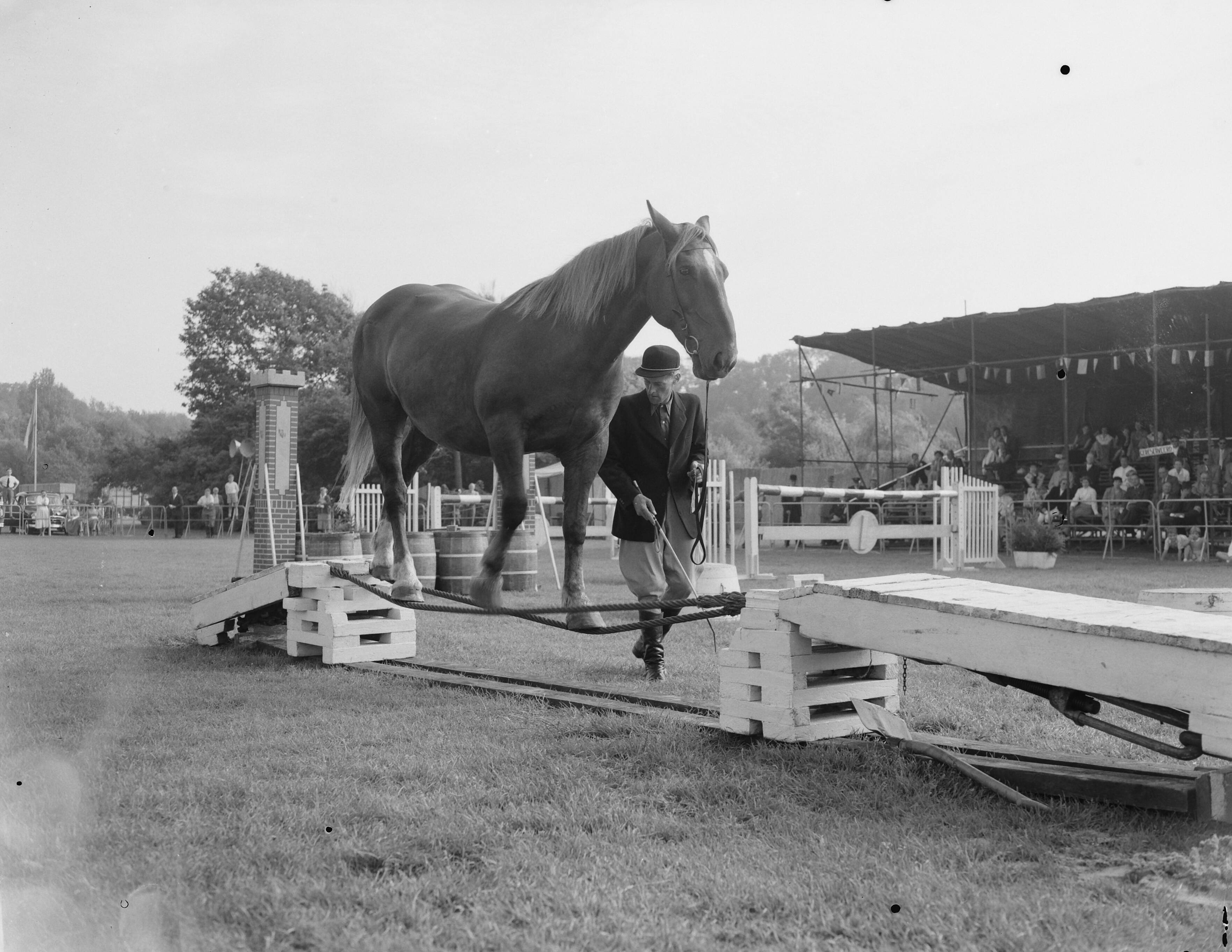 Fotocollectie Anefo — Jubileum Concours Hippique Den Haag , Jan de Wit met gedresseerde paarden [paard loopt over touwbaan] — Foto: Pot, Harry / Anefo. Licentie: Set B: Rechtenvrij / Publiek Domein. Bron: Nationaal Archief. http://hdl.handle.net/10648/a939be9c-d0b4-102d-bcf8-003048976d84