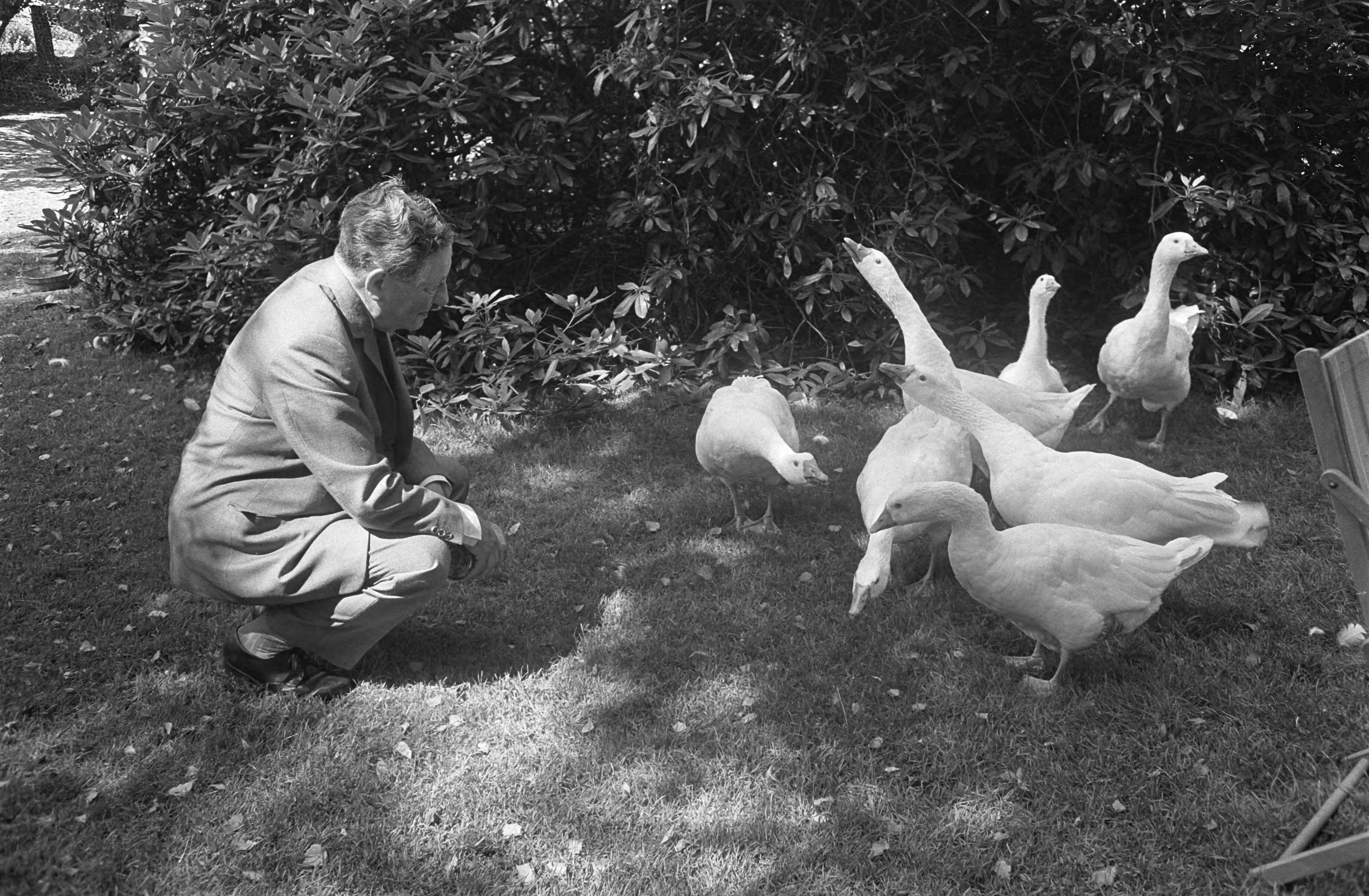 Willem Vogt, radiopionier, oprichter en oud-directeur van de AVRO viert zijn 80e verjaardag — Willem Vogt poseert in zijn tuin te Blaricum waar hij zijn ganzen voert — Foto: Fotograaf Onbekend / Anefo. Licentie: Set B: Rechtenvrij / Publiek Domein. Bron: Nationaal Archief. http://hdl.handle.net/10648/ab4a062e-d0b4-102d-bcf8-003048976d84
