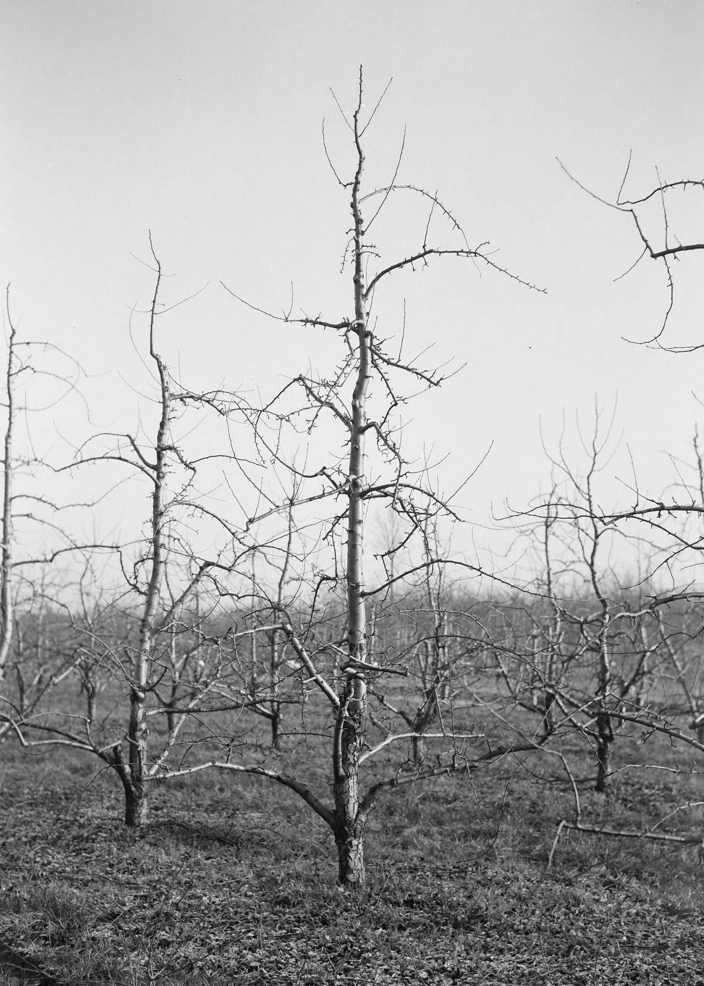Fotocollectie Nederlandse Heidemaatschappij — Ook bij peren is de omvorming tot "vrije spil"zeer goed mogelijk zoals deze Louisse Bonne d'Qorenches op kwee A met tussenstam aantoont — Foto: Eyssen, [...] / Heidemij. Licentie: Set B: Rechtenvrij / Publiek Domein. Bron: Nationaal Archief. http://hdl.handle.net/10648/ae761c48-d0b4-102d-bcf8-003048976d84