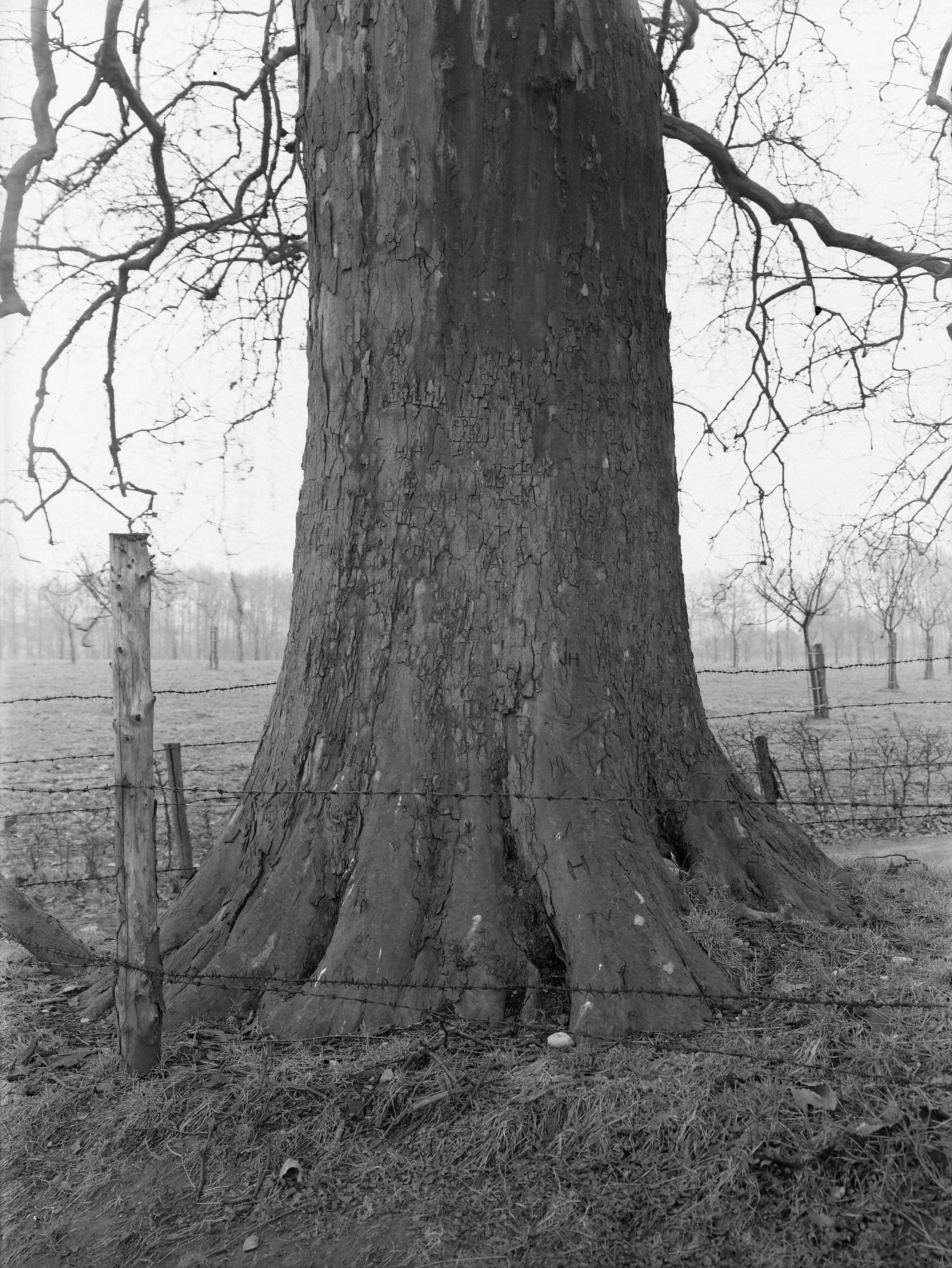 Fotocollectie Nederlandse Heidemaatschappij — Plataan langoed Terworm, Heerlen — Foto: Fotograaf Onbekend / Heidemij. Licentie: Set B: Rechtenvrij / Publiek Domein. Bron: Nationaal Archief. http://hdl.handle.net/10648/ae7d9874-d0b4-102d-bcf8-003048976d84