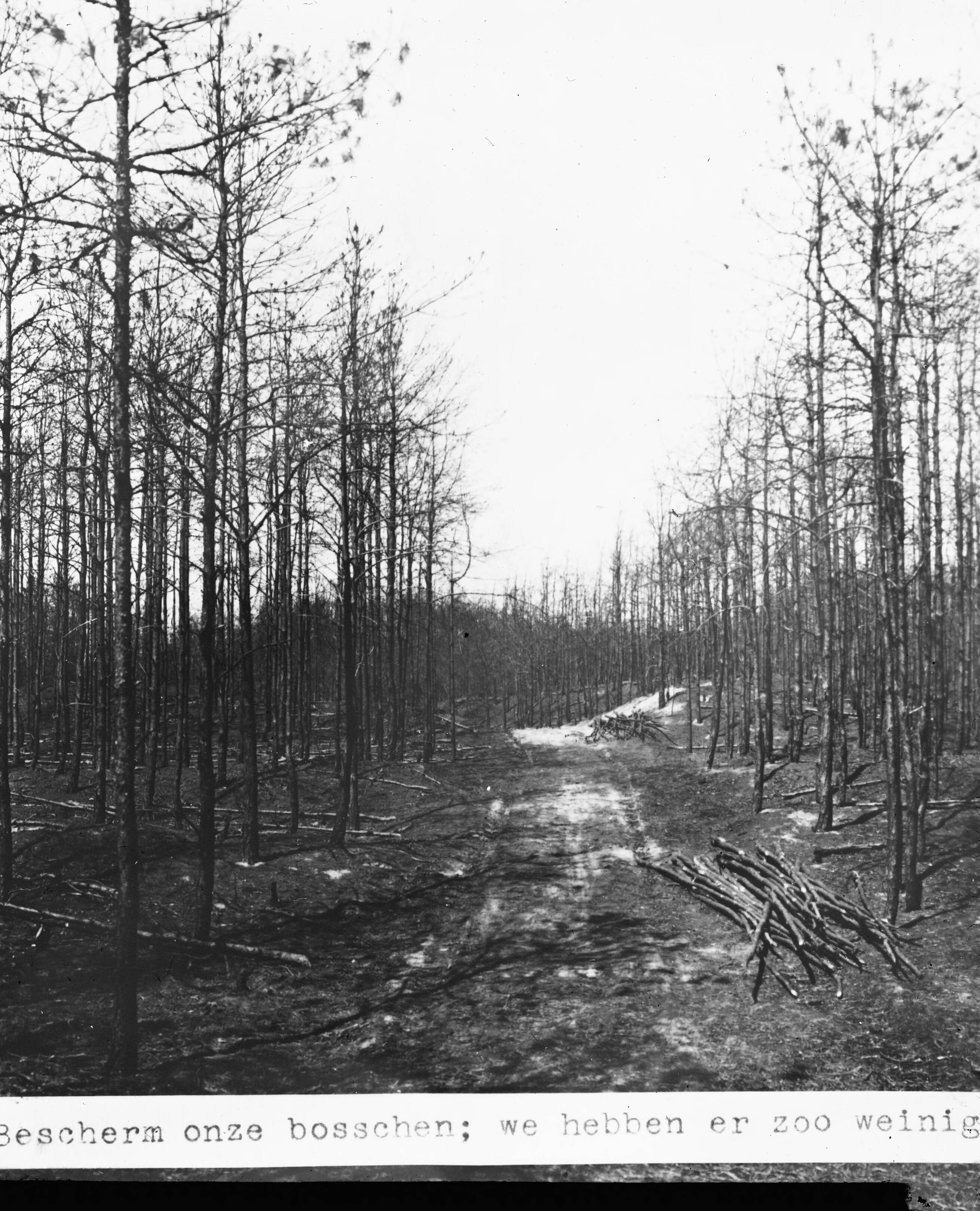 Fotocollectie Nederlandse Heidemaatschappij — Bijschrift "Bescherm onze bosschen; we hebben er zoo weinig". Terrein na bosbrand in het Loosbos bij Eygelshoven — Foto: Fotograaf Onbekend / Heidemij. Licentie: Set B: Rechtenvrij / Publiek Domein. Bron: Nationaal Archief. http://hdl.handle.net/10648/ae45e460-d0b4-102d-bcf8-003048976d84