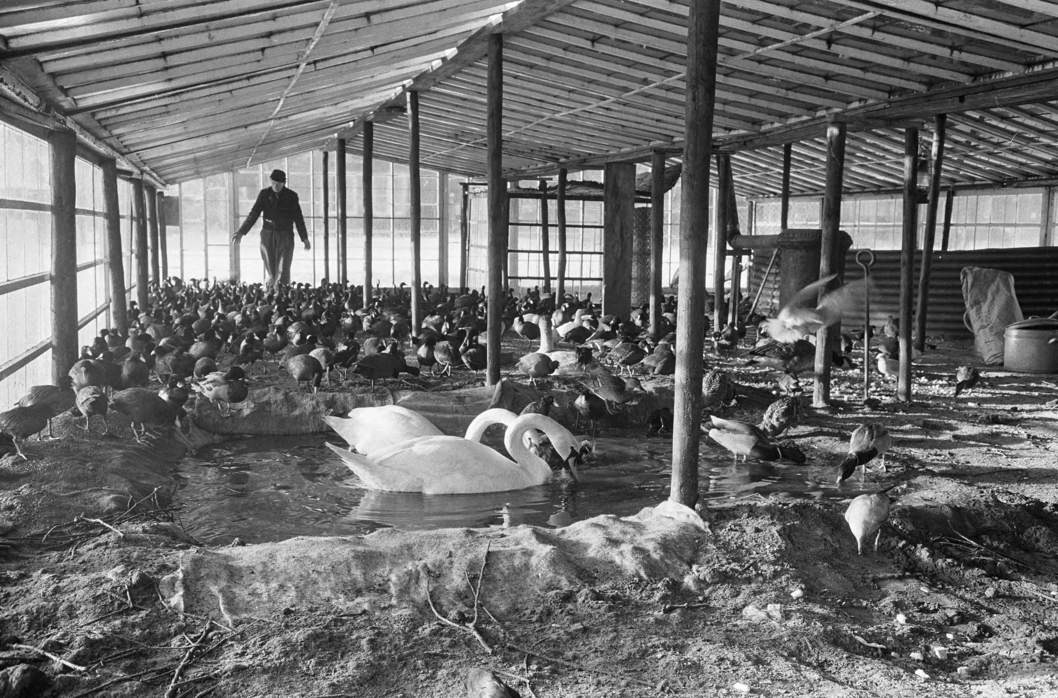 Fotocollectie Anefo — Vogelhulp in broeikassen stadskwekerijen te Haarlem, de verkleumde vogels in de kas — Foto: Pot, Harry / Anefo. Licentie: Set B: Rechtenvrij / Publiek Domein. Bron: Nationaal Archief. http://hdl.handle.net/10648/aa26e208-d0b4-102d-bcf8-003048976d84