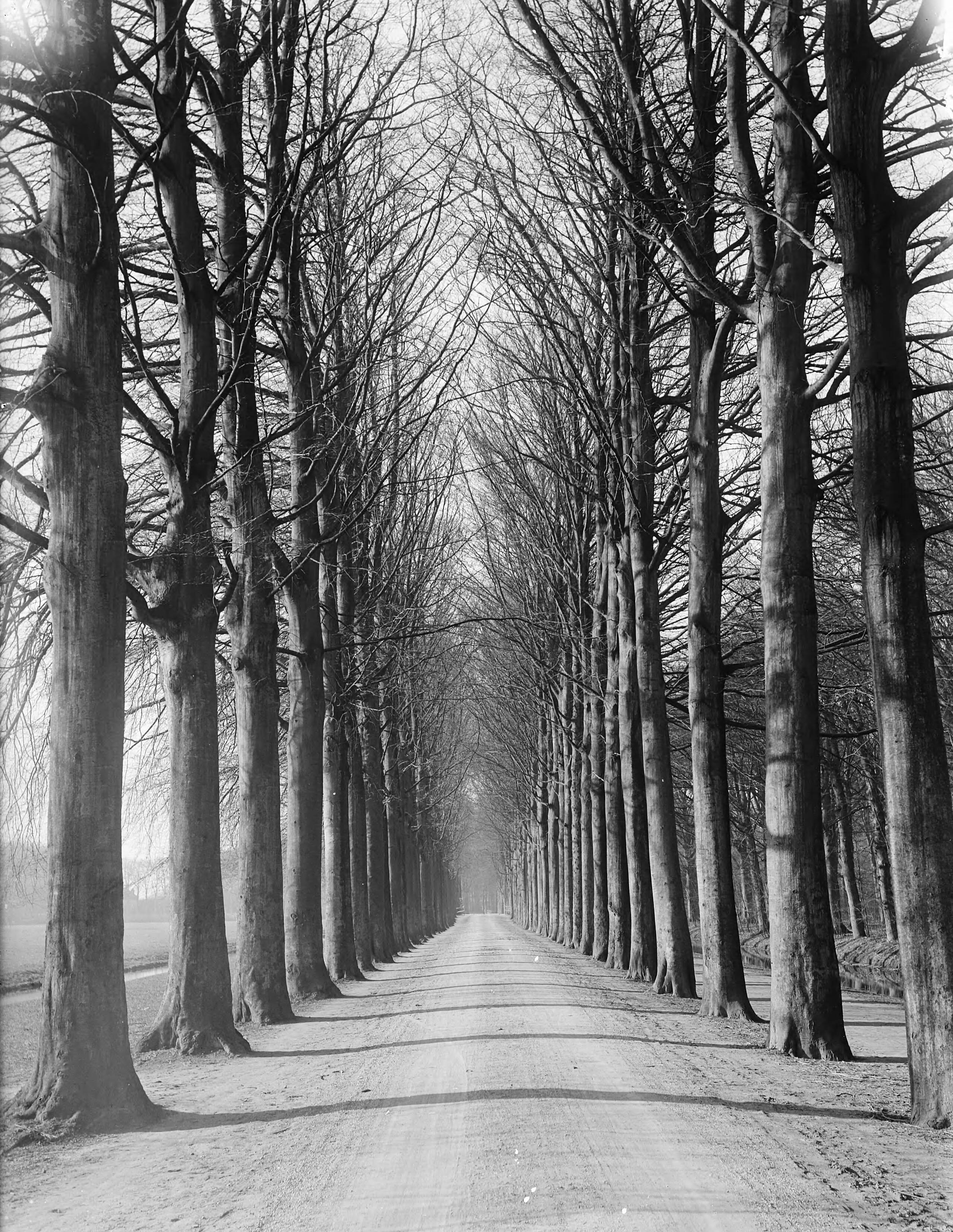 Fotocollectie Nederlandse Heidemaatschappij — Beukenlaan landgoed Elswout te Overveen bij Haarlem — Foto: Fotograaf Onbekend / Heidemij. Licentie: Set B: Rechtenvrij / Publiek Domein. Bron: Nationaal Archief. http://hdl.handle.net/10648/ae820756-d0b4-102d-bcf8-003048976d84