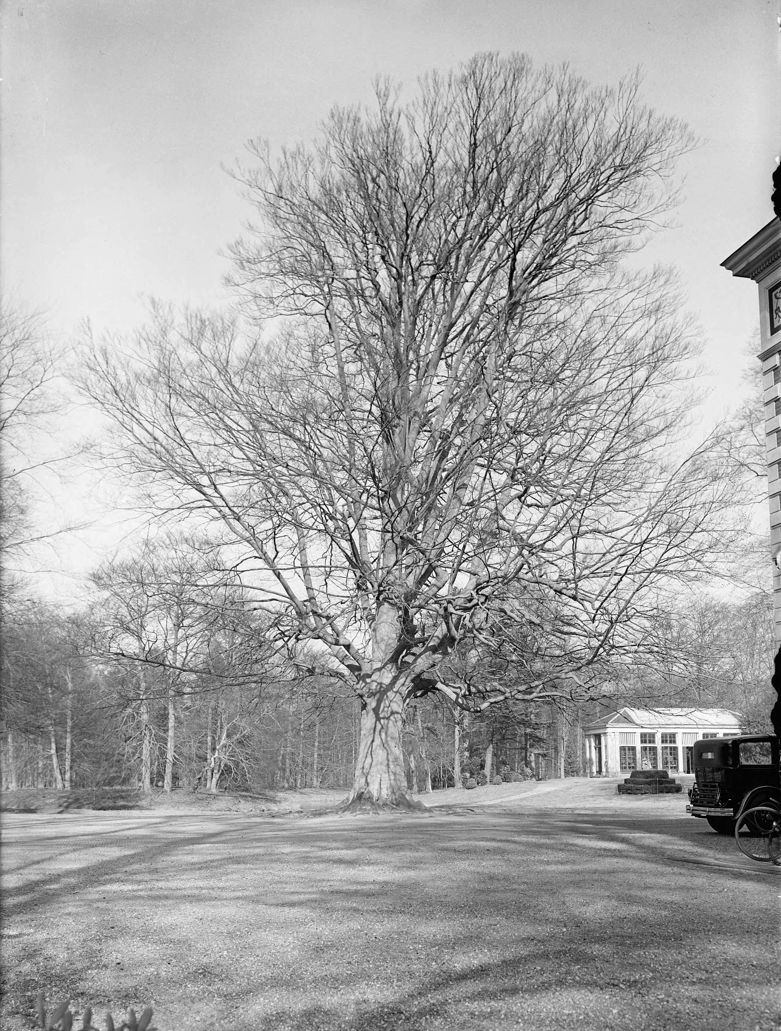 Fotocollectie Nederlandse Heidemaatschappij — Beuk op het landgoed Beerschoten, de Bilt (U.) — Foto: Fotograaf Onbekend / Heidemij. Licentie: Set B: Rechtenvrij / Publiek Domein. Bron: Nationaal Archief. http://hdl.handle.net/10648/ae81e6b8-d0b4-102d-bcf8-003048976d84