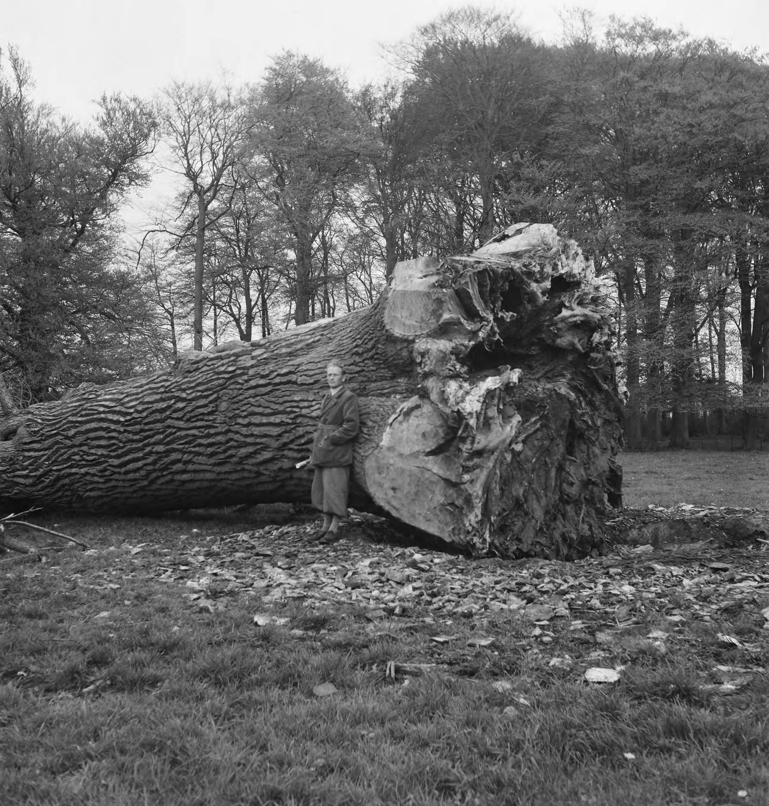 Fotocollectie Nederlandse Heidemaatschappij — De dikste populier van Nederland, op het landgoed "Houdringe" te De Bilt. Met een omtrek op borsthooge van 7.34 m / doorsnee 2.34 m — Foto: Fotograaf Onbekend / Heidemij. Licentie: Set B: Rechtenvrij / Publiek Domein. Bron: Nationaal Archief. http://hdl.handle.net/10648/ae7cacca-d0b4-102d-bcf8-003048976d84