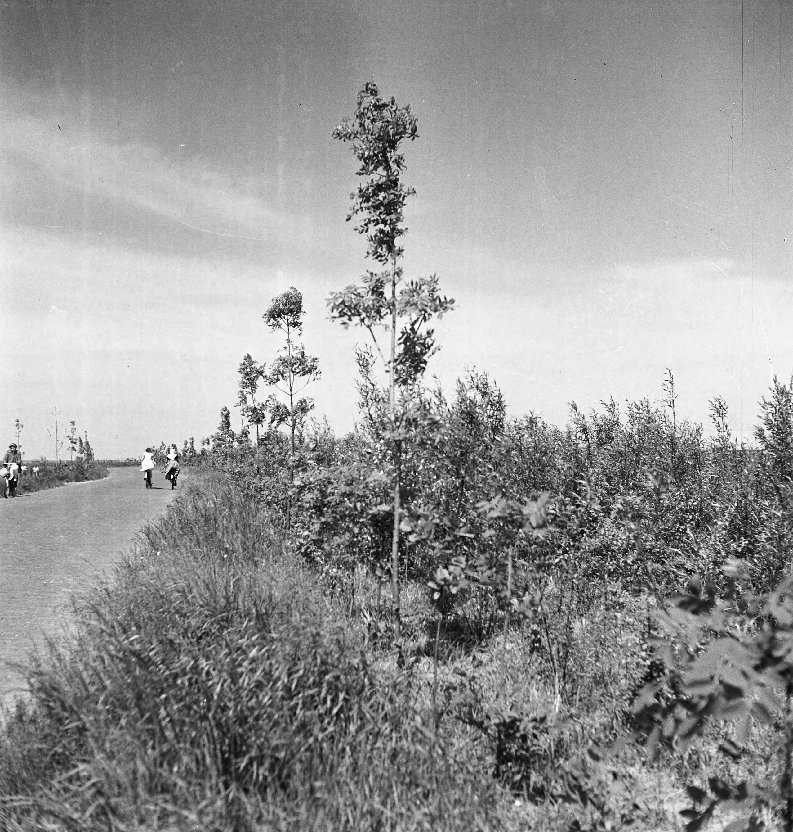 Fotocollectie Nederlandse Heidemaatschappij — [geen bijschrift. Wellicht herbeplanting landgoed "ter Hooge" in het 2e jaar van de aanleg — Foto: Tromp, [...] / Heidemij. Licentie: Set B: Rechtenvrij / Publiek Domein. Bron: Nationaal Archief. http://hdl.handle.net/10648/ae8005fa-d0b4-102d-bcf8-003048976d84