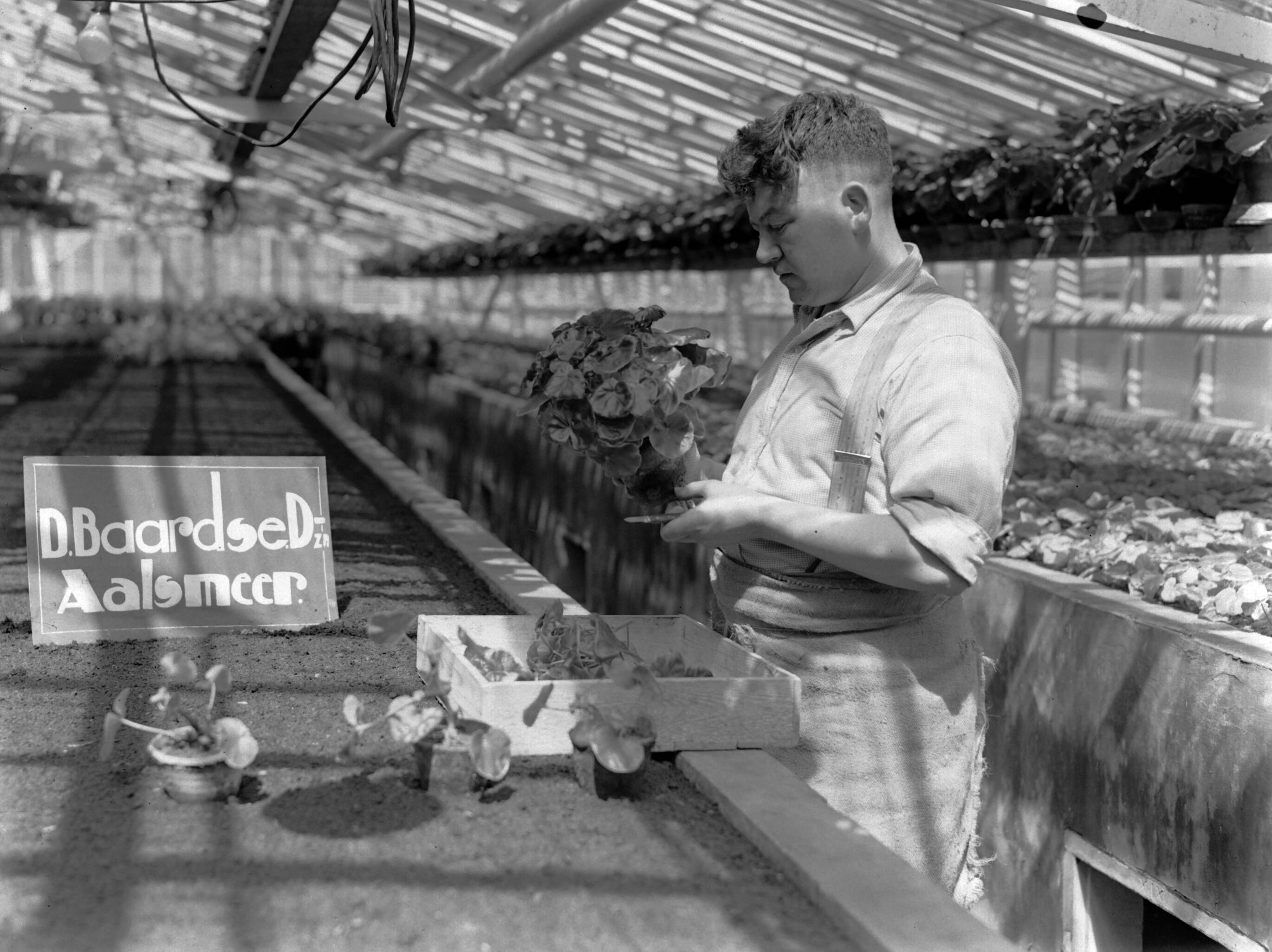Productfoto's; plantenkas — Kweker met begonia in de plantenkas van de fa. D. Baardse in Aalsmeer — Foto: Poll, Willem van de. Licentie: Set B: Rechtenvrij / Publiek Domein. Bron: Nationaal Archief. http://hdl.handle.net/10648/ae9ebacc-d0b4-102d-bcf8-003048976d84