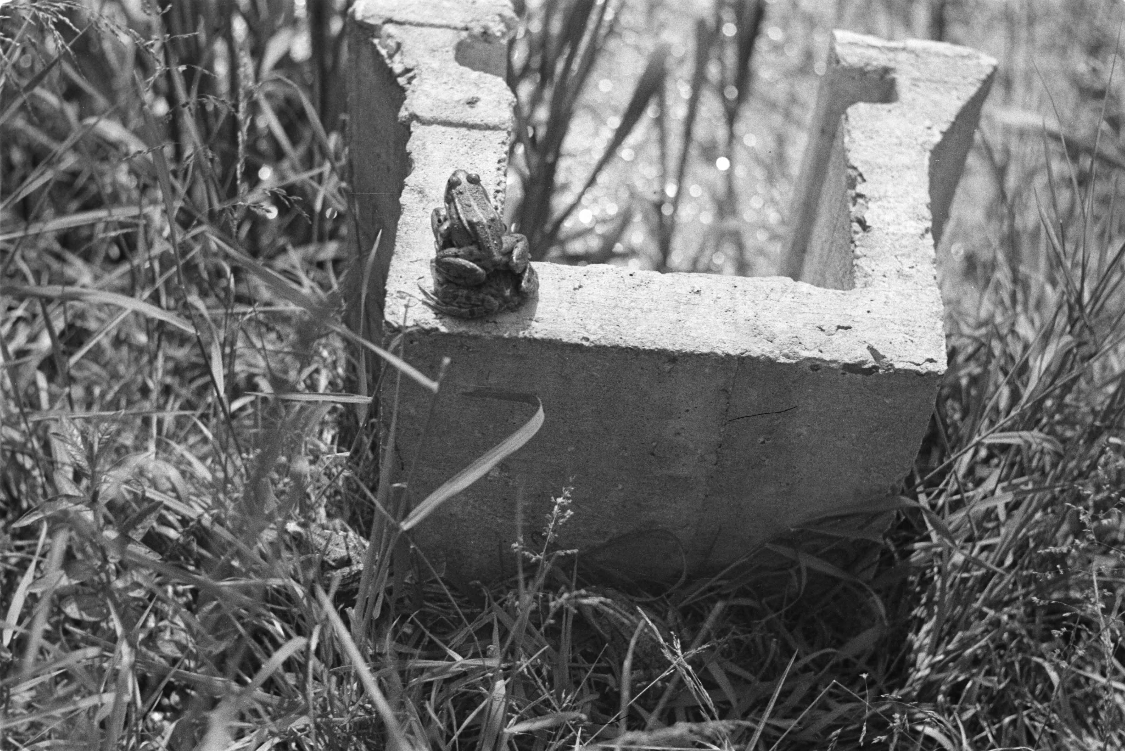 Fotocollectie Nederlandse Heidemaatschappij — Gulpen|visserij |viskwekerijen |kikkers |paren — Foto: Fotograaf Onbekend / Heidemij. Licentie: Set B: Rechtenvrij / Publiek Domein. Bron: Nationaal Archief. http://hdl.handle.net/10648/ae89d7ec-d0b4-102d-bcf8-003048976d84