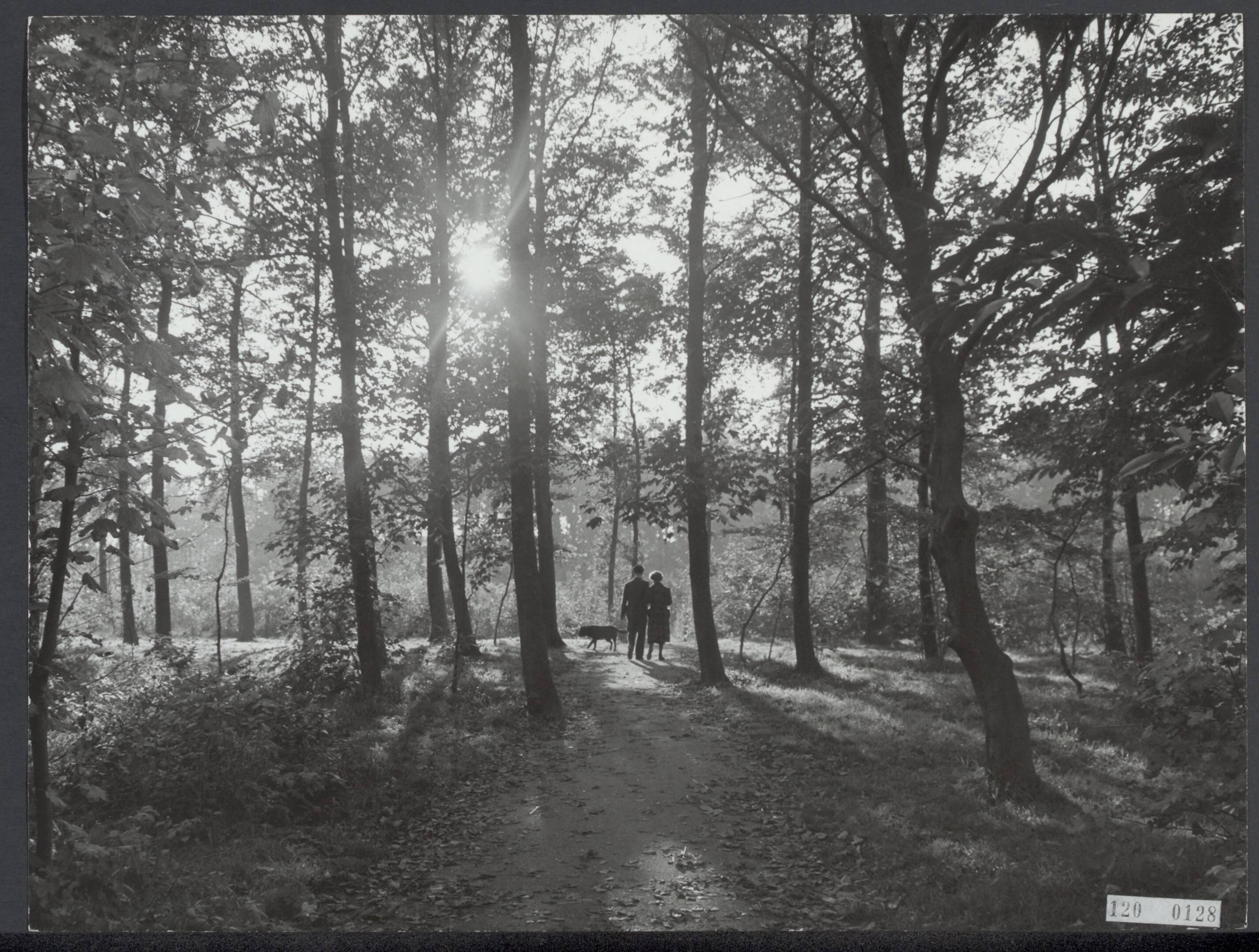 Fotocollectie Rijksvoorlichtingsdienst Eigen — Wandelaars in het Haagse Bos te Den Haag — Foto: Fotodienst Gemeente Den Haag. Licentie: Set B: Rechtenvrij / Publiek Domein. Bron: Nationaal Archief. http://hdl.handle.net/10648/af1fe598-d0b4-102d-bcf8-003048976d84