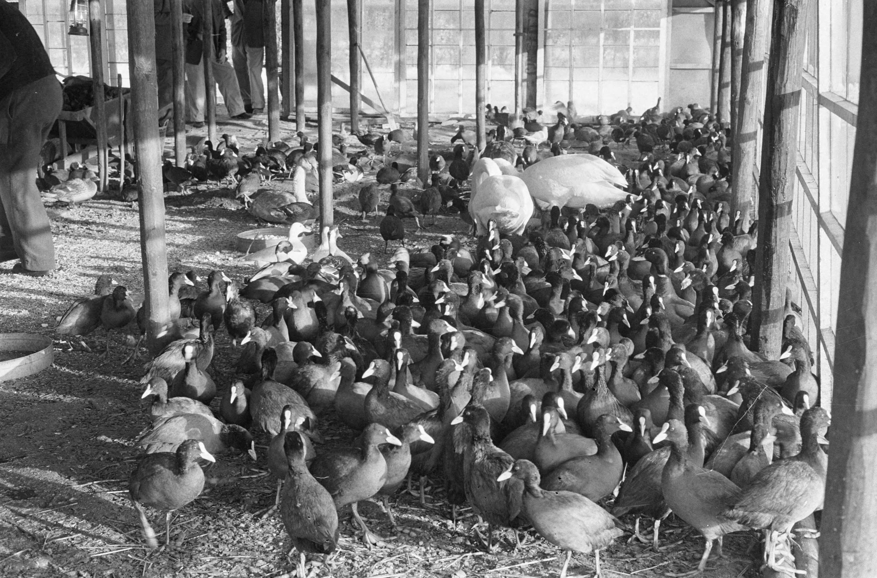 Fotocollectie Anefo — Vogelhulp in broeikassen stadskwekerijen te Haarlem, de verkleumde vogels in de kas — Foto: Pot, Harry / Anefo. Licentie: Set B: Rechtenvrij / Publiek Domein. Bron: Nationaal Archief. http://hdl.handle.net/10648/aa26e3ac-d0b4-102d-bcf8-003048976d84