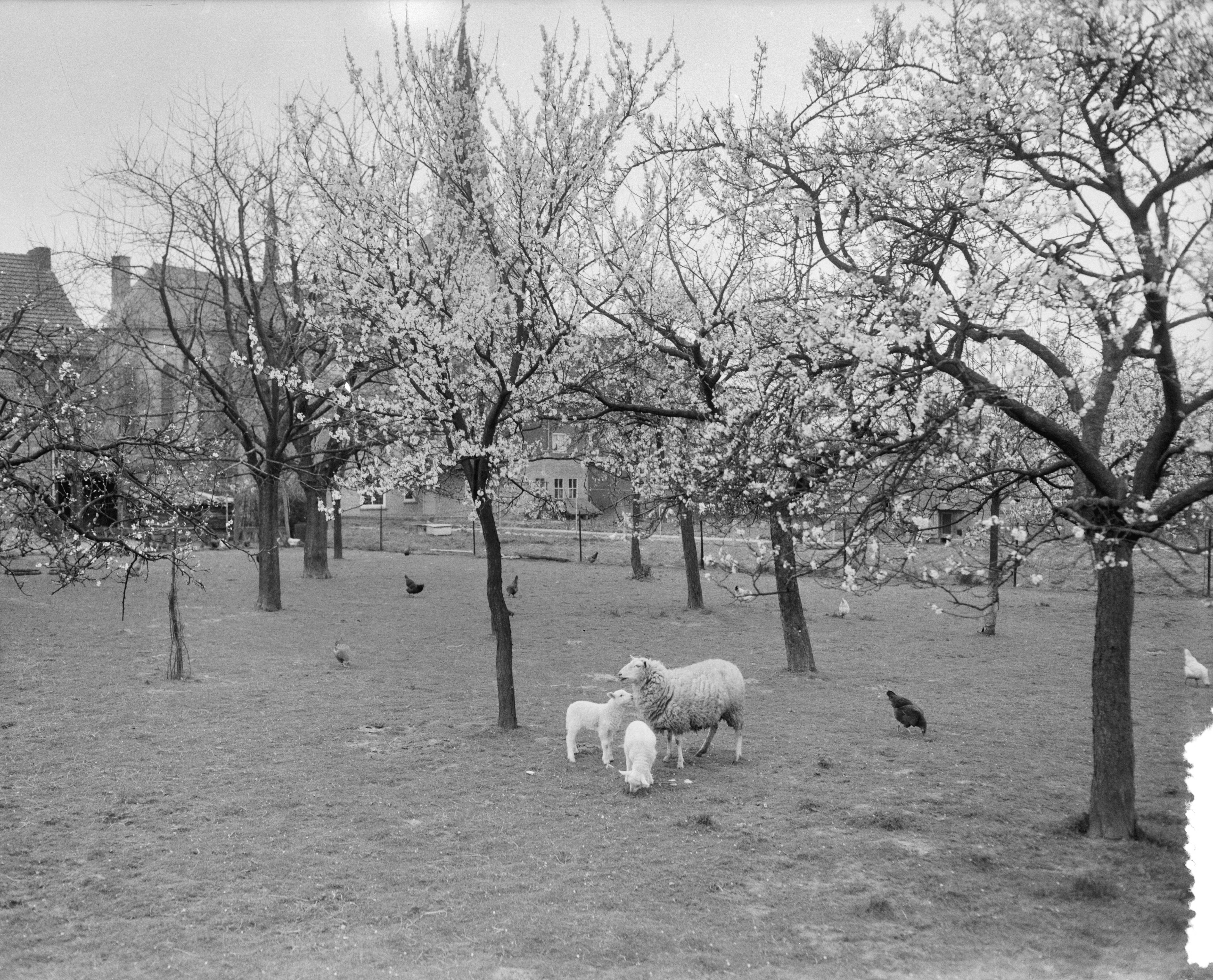 Fotocollectie Anefo — Vroege bloesem in Zuid-Limburg. Bij Berg en Terblijt — Foto: Bilsen, Joop van / Anefo. Licentie: Set B: Rechtenvrij / Publiek Domein. Bron: Nationaal Archief. http://hdl.handle.net/10648/a95b4472-d0b4-102d-bcf8-003048976d84