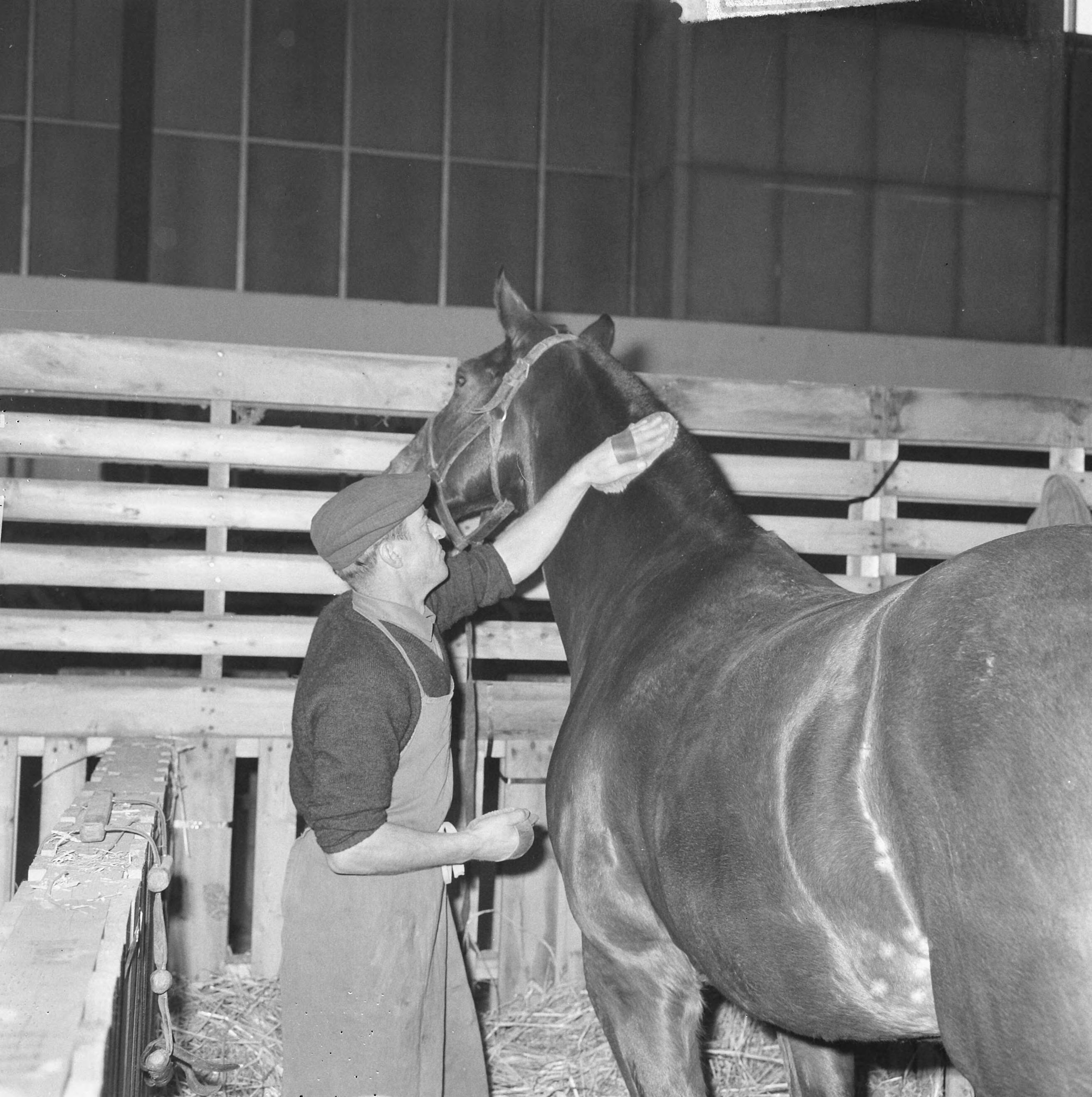 Fotocollectie Anefo — Jumping Amsterdam, de stallen, de paarden worden verzorgd — Foto: Nijs, Jac. de / Anefo. Licentie: Set B: Rechtenvrij / Publiek Domein. Bron: Nationaal Archief. http://hdl.handle.net/10648/aa849be6-d0b4-102d-bcf8-003048976d84