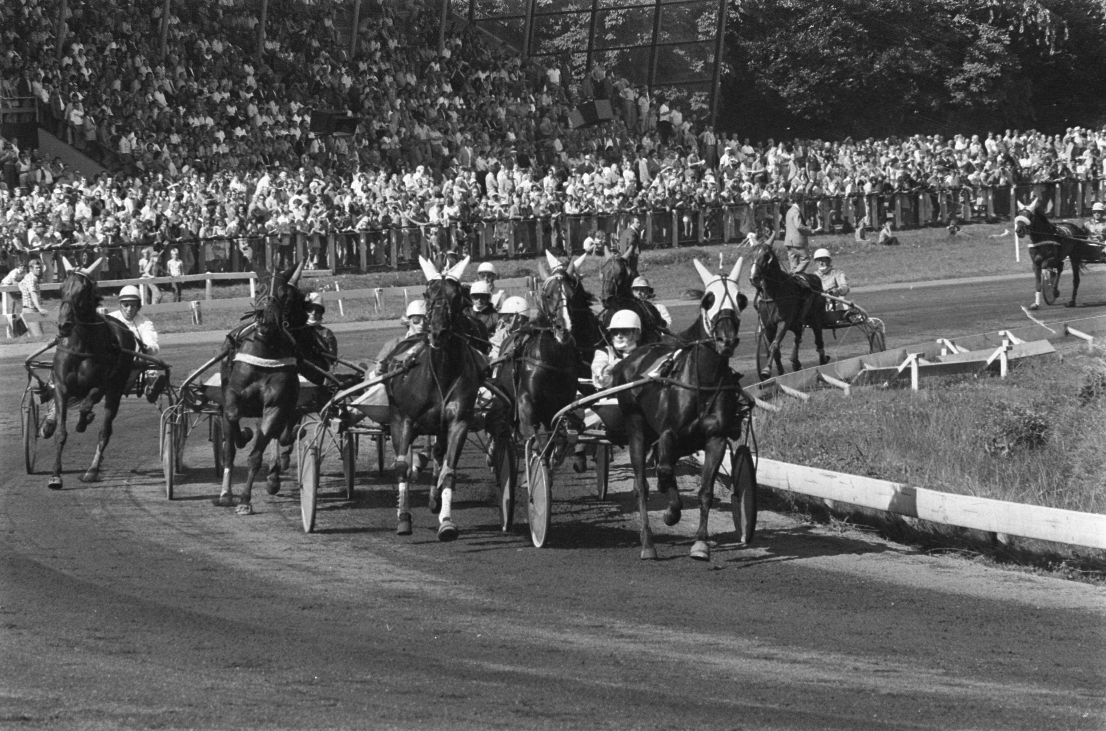 De Derby paardenraces op Duindigt 1975 — Nimrod (r) met Velis als eerste over de finish — Foto: Mieremet, Rob / Anefo. Licentie: Set B: Rechtenvrij / Publiek Domein. Bron: Nationaal Archief. http://hdl.handle.net/10648/ac6ed0c0-d0b4-102d-bcf8-003048976d84