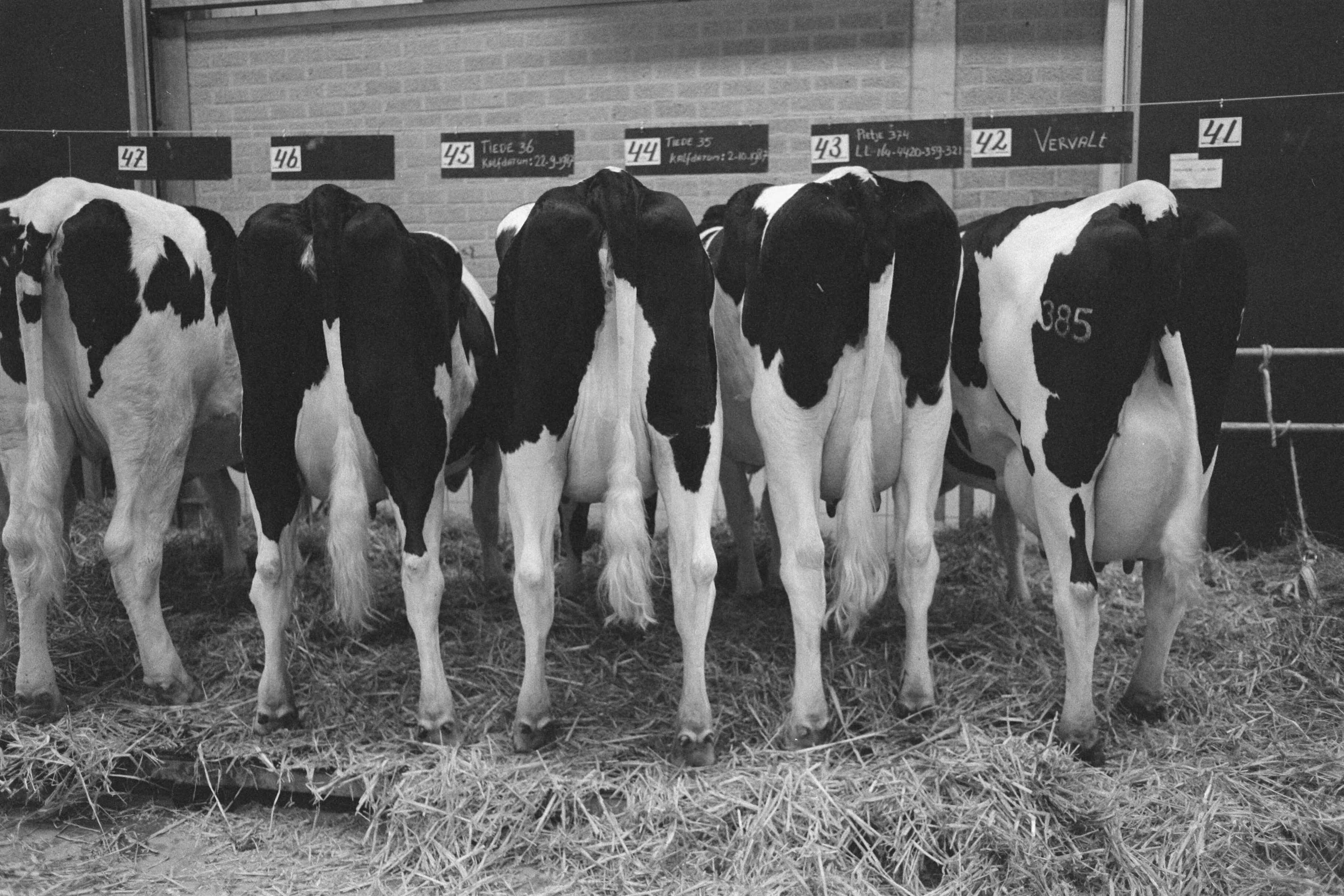 Fotocollectie Anefo — Voor het eerst veiling van vee (in Zwolle) — Foto: Molendijk, Bart / Anefo. Licentie: Set B: Rechtenvrij / Publiek Domein. Bron: Nationaal Archief. http://hdl.handle.net/10648/ad651282-d0b4-102d-bcf8-003048976d84