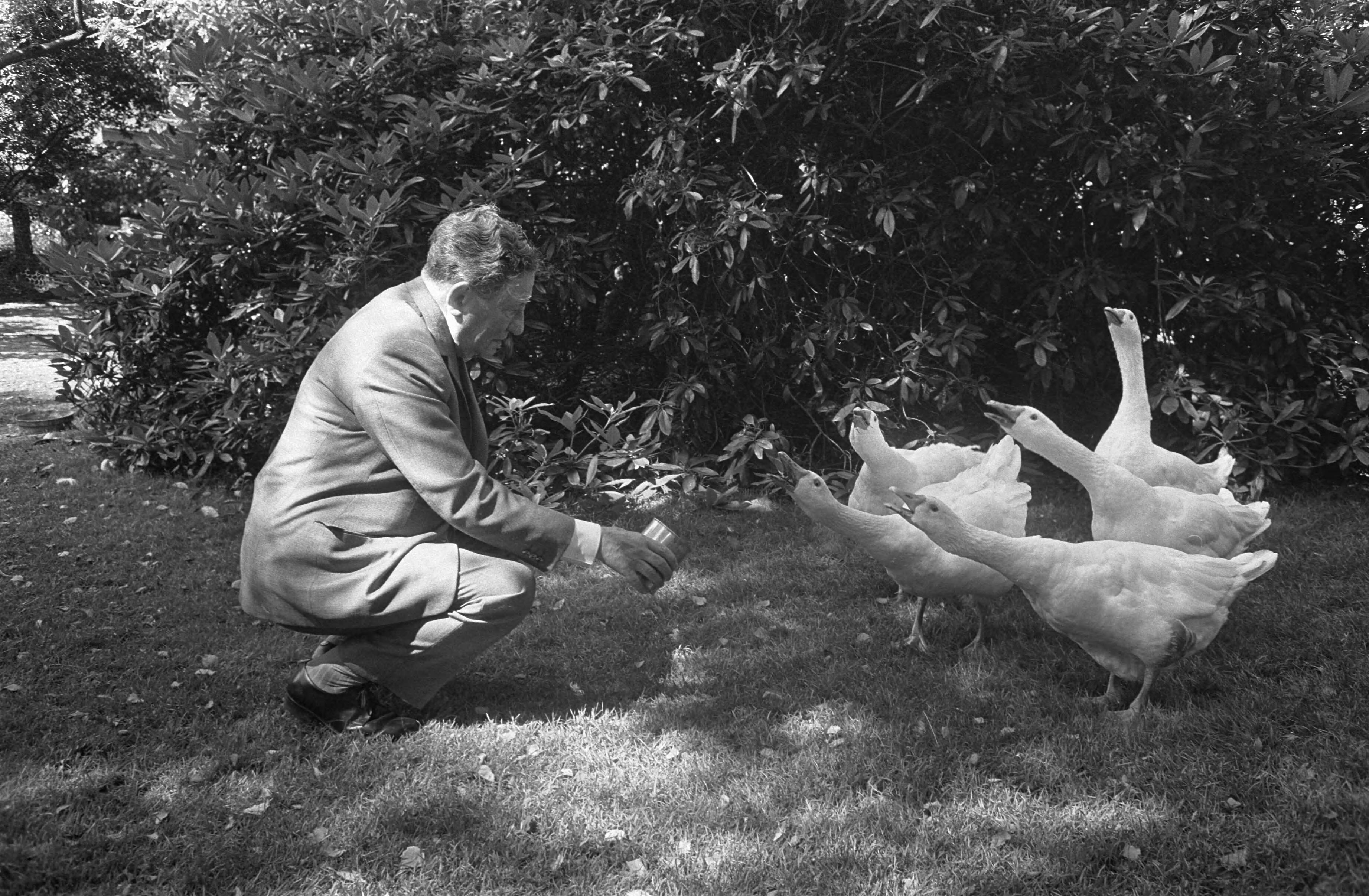 Willem Vogt, radiopionier, oprichter en oud-directeur van de AVRO viert zijn 80e verjaardag — Willem Vogt poseert in zijn tuin te Blaricum waar hij zijn ganzen voert — Foto: Fotograaf Onbekend / Anefo. Licentie: Set B: Rechtenvrij / Publiek Domein. Bron: Nationaal Archief. http://hdl.handle.net/10648/ab4a0732-d0b4-102d-bcf8-003048976d84