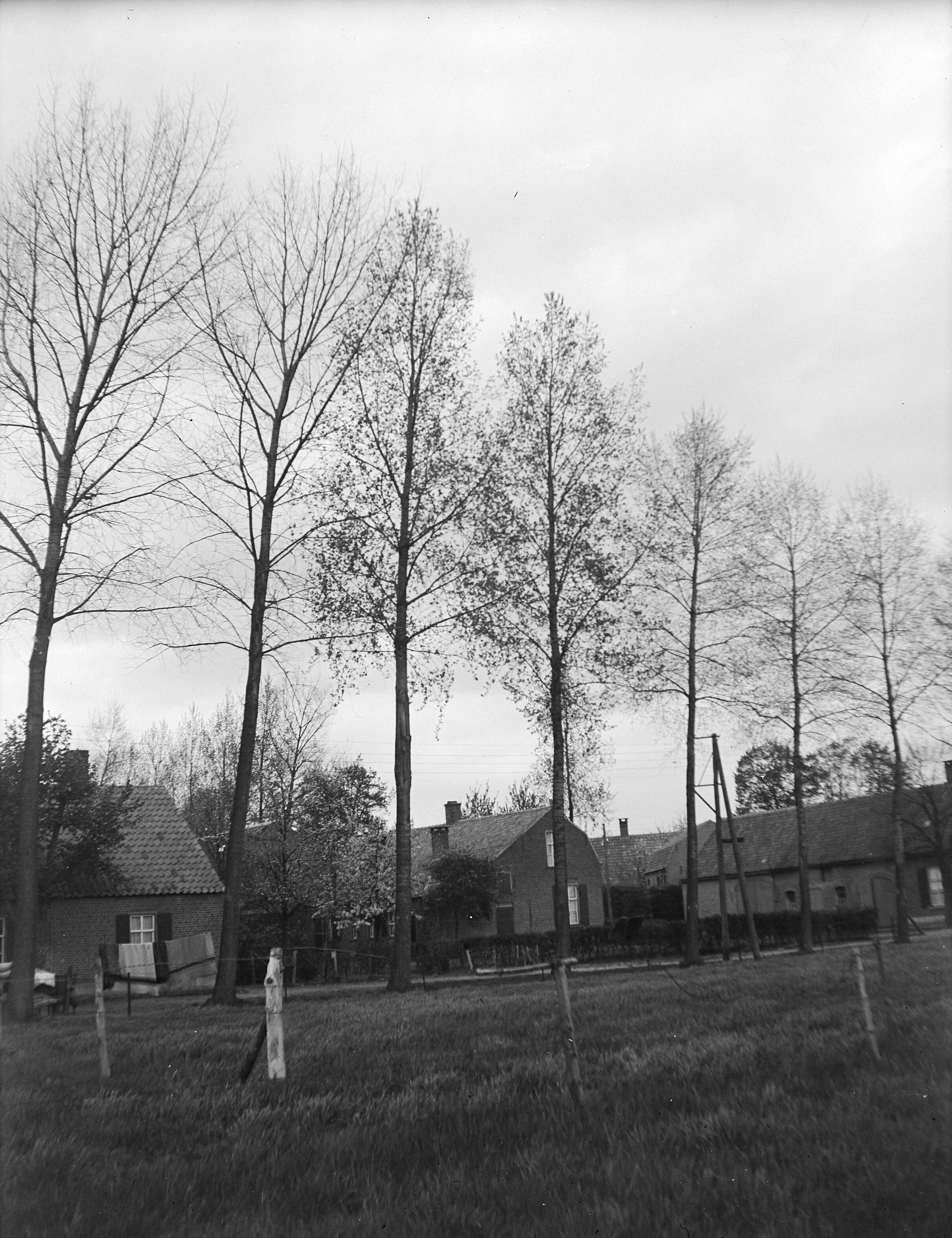 Fotocollectie Nederlandse Heidemaatschappij — 1 en 2 Populus Serotina, 3 en 4 Populus Angulata, 5, 6 en 7 Populus Marilandica, Liempde — Foto: Fotograaf Onbekend / Heidemij. Licentie: Set B: Rechtenvrij / Publiek Domein. Bron: Nationaal Archief. http://hdl.handle.net/10648/ae7cd22c-d0b4-102d-bcf8-003048976d84