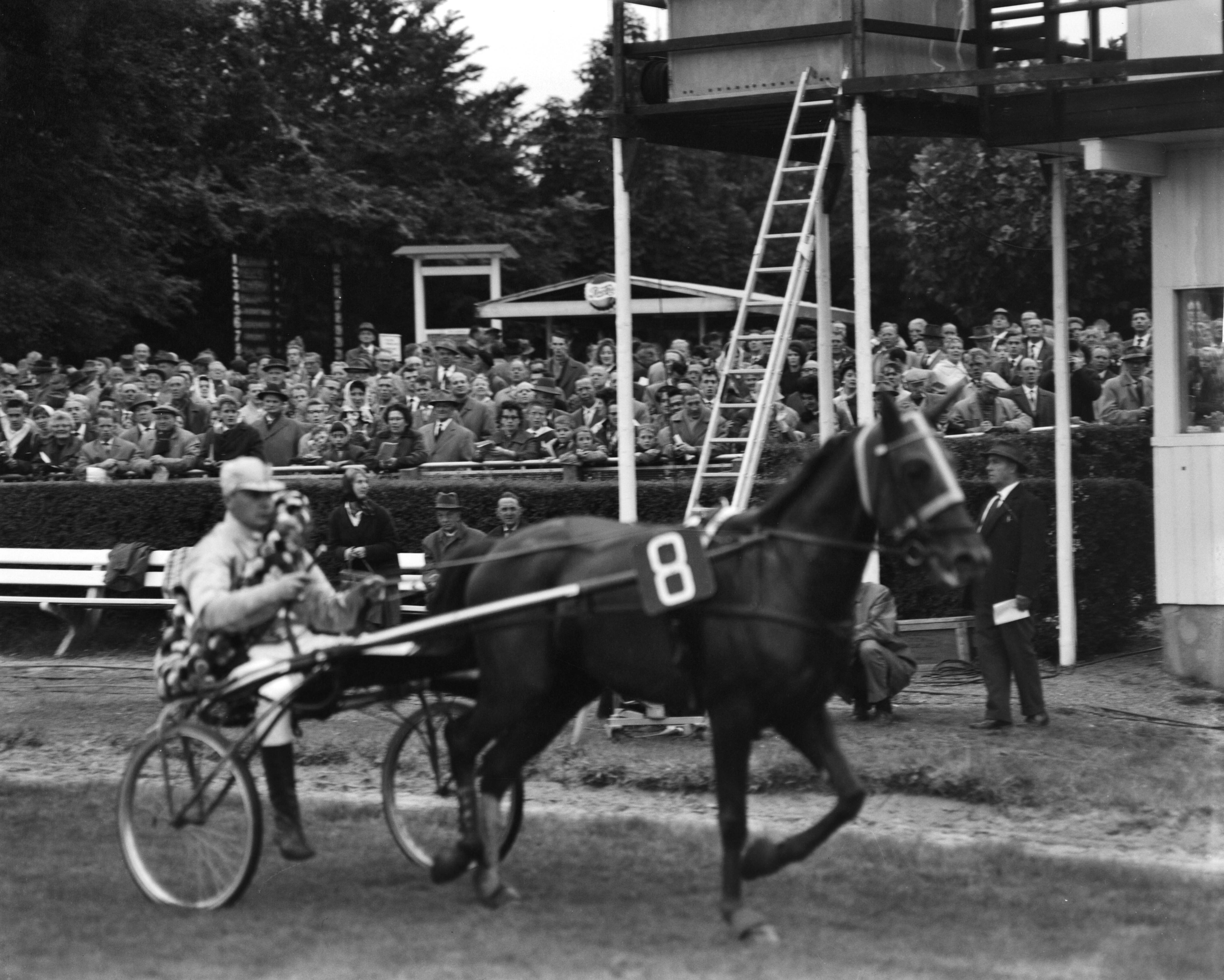 Fotocollectie Anefo — Nederland-Belgie-prijs (Draverijen te Duindigt), Astyanax (8) — Foto: Bilsen, Joop van / Anefo. Licentie: Set B: Rechtenvrij / Publiek Domein. Bron: Nationaal Archief. http://hdl.handle.net/10648/aa1981c6-d0b4-102d-bcf8-003048976d84