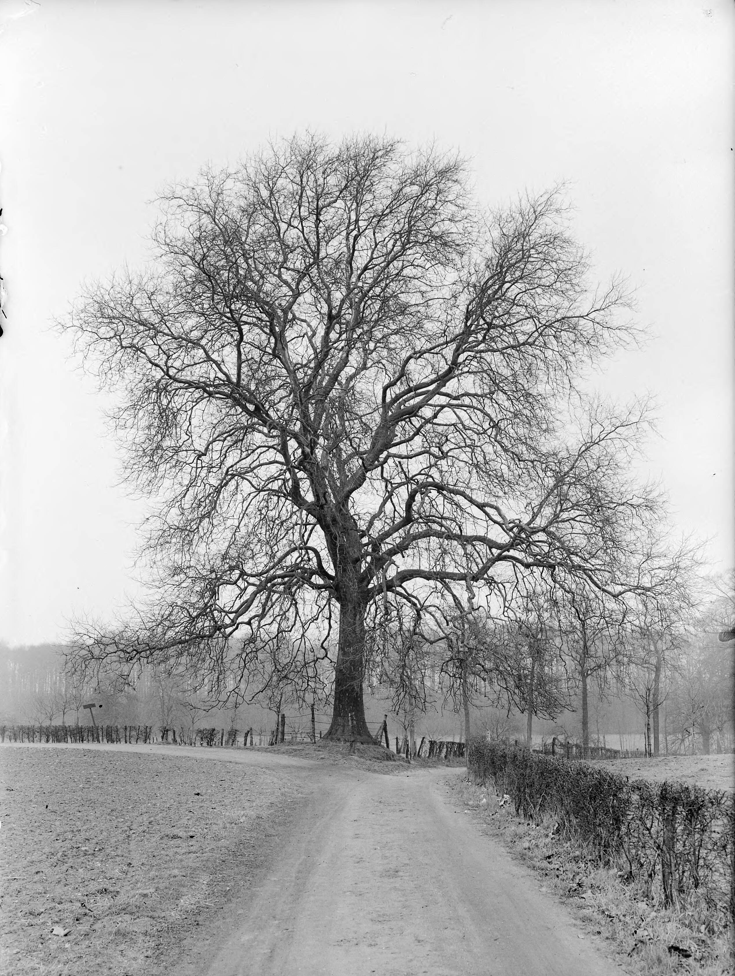 Fotocollectie Nederlandse Heidemaatschappij — Plataan langoed Terworm, Heerlen — Foto: Fotograaf Onbekend / Heidemij. Licentie: Set B: Rechtenvrij / Publiek Domein. Bron: Nationaal Archief. http://hdl.handle.net/10648/ae7d97c0-d0b4-102d-bcf8-003048976d84