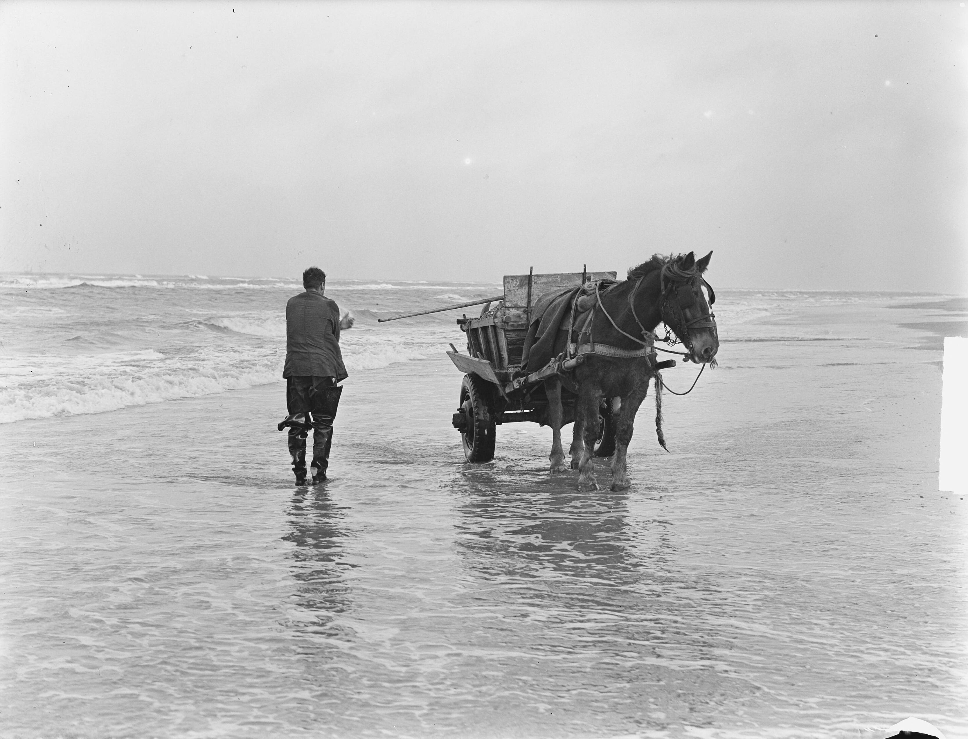 Fotocollectie Anefo — Schelpenvissen in Zandvoort — Foto: Pot, Harry / Anefo. Licentie: Set B: Rechtenvrij / Publiek Domein. Bron: Nationaal Archief. http://hdl.handle.net/10648/a8e654dc-d0b4-102d-bcf8-003048976d84