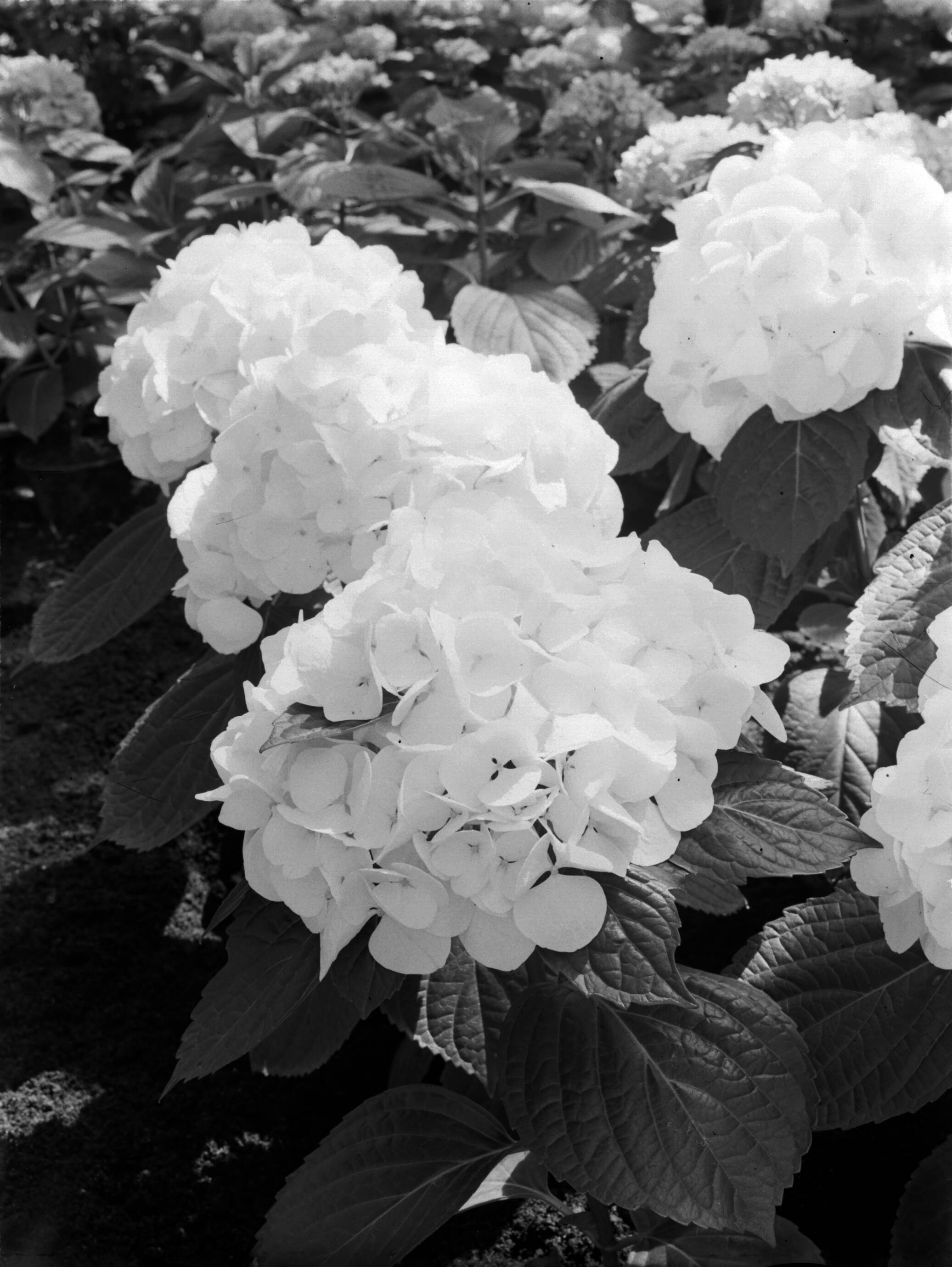 Productfoto's; plantenkas — Hortensia's in de kas van fa. D. Baardse in Aalsmeer — Foto: Poll, Willem van de. Licentie: Set B: Rechtenvrij / Publiek Domein. Bron: Nationaal Archief. http://hdl.handle.net/10648/ae9ec0b2-d0b4-102d-bcf8-003048976d84