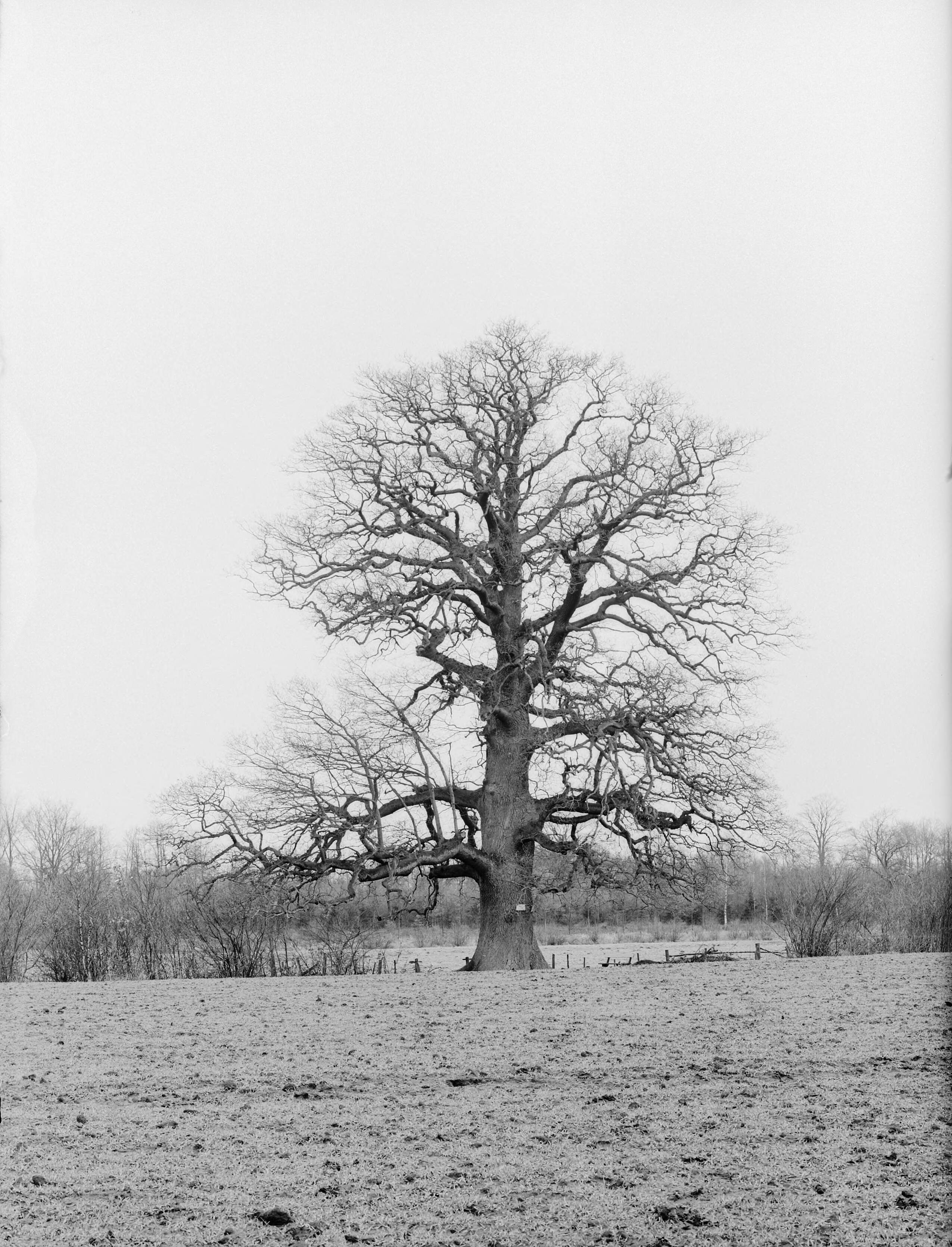 Fotocollectie Nederlandse Heidemaatschappij — Eik op het landgoed Verwolde (Laren, Gld.) — Foto: Fotograaf Onbekend / Heidemij. Licentie: Set B: Rechtenvrij / Publiek Domein. Bron: Nationaal Archief. http://hdl.handle.net/10648/ae8574f4-d0b4-102d-bcf8-003048976d84